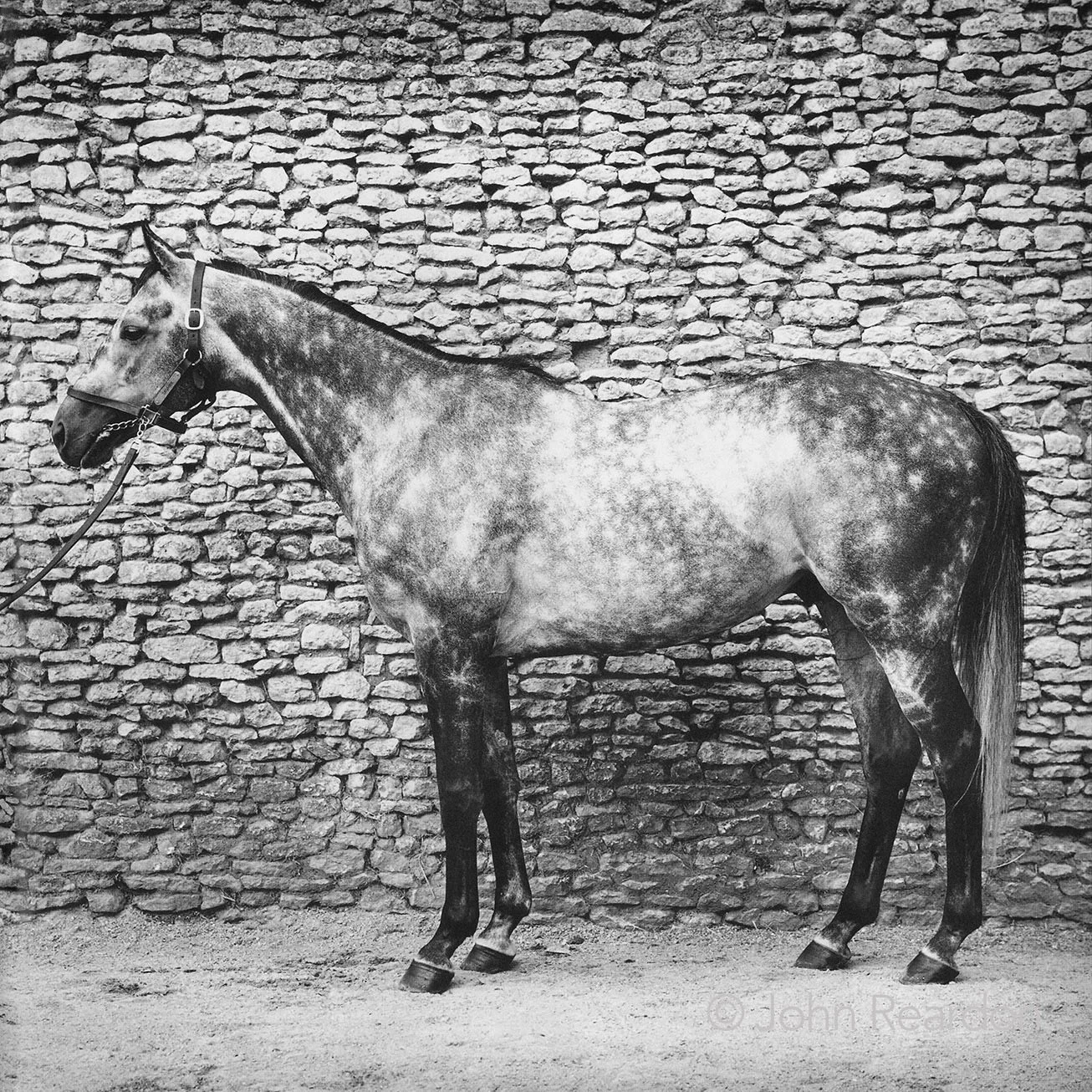 Year of the Horse

Sagamix
&copy; John Reardon

Follow @johnreardonarchive for more unpublished &amp; archive materials

#johnreardonarchive_equine #YearOfTheHorse #Sagamix
@darleystallions
#PrixNiel #GodolphinRacing