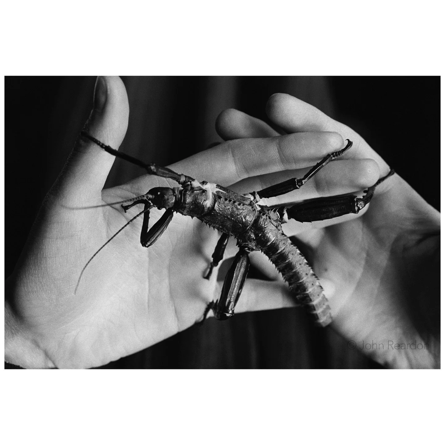Later this month, on 23 April, the first international Day of Insects takes place in Leuven, Belgium &ndash; bringing scientists and researchers together to confront global insect decline.

Photographed in 1988, this Giant Prickly Stick Insect (Extat
