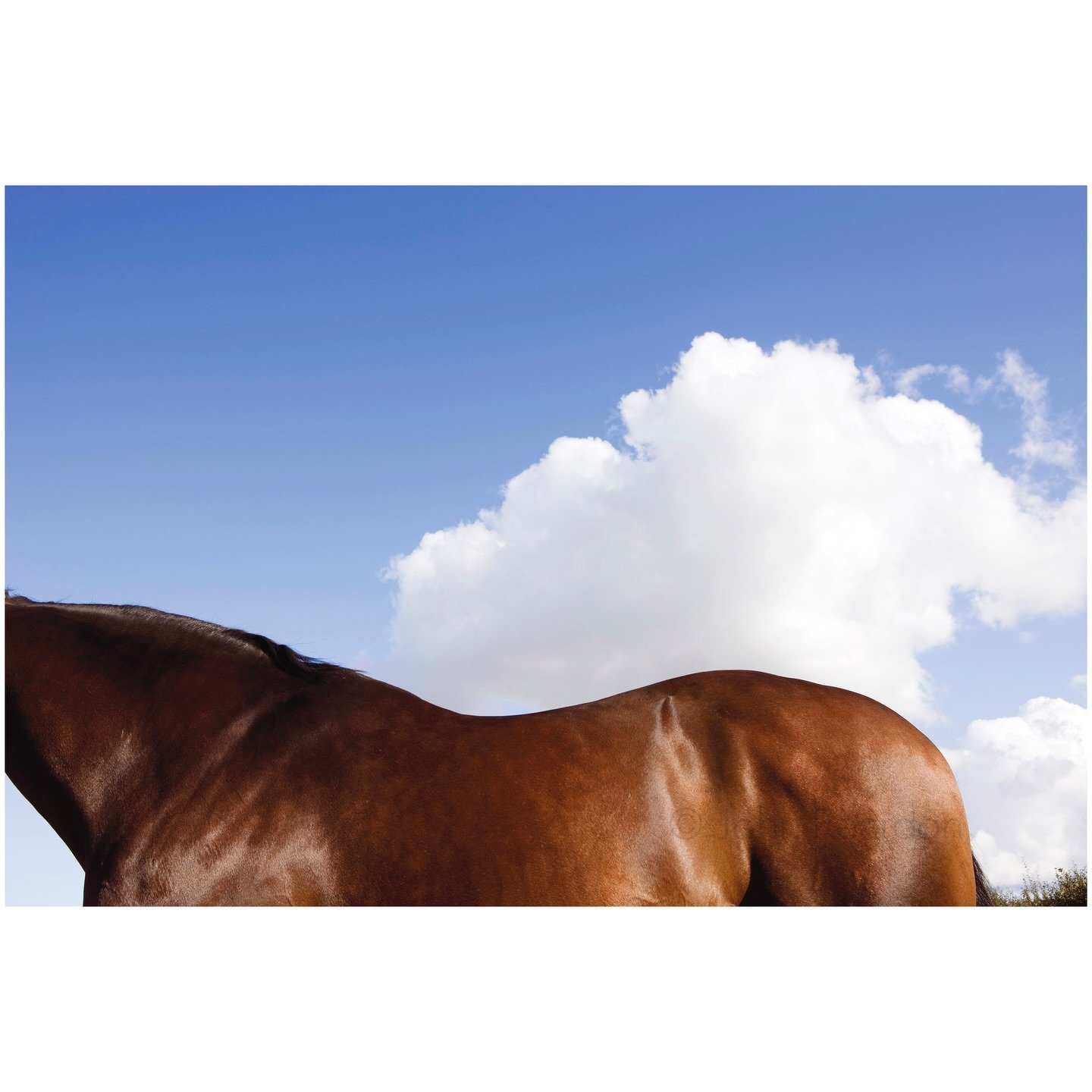 Year of the Horse

Zafeen

&copy; John Reardon

Follow @johnreardonarchive for more unpublished &amp; archive materials

#johnreardonarchive_equine #YearOfTheHorse #Zafeen
@darleystallions #MillReefStakes
