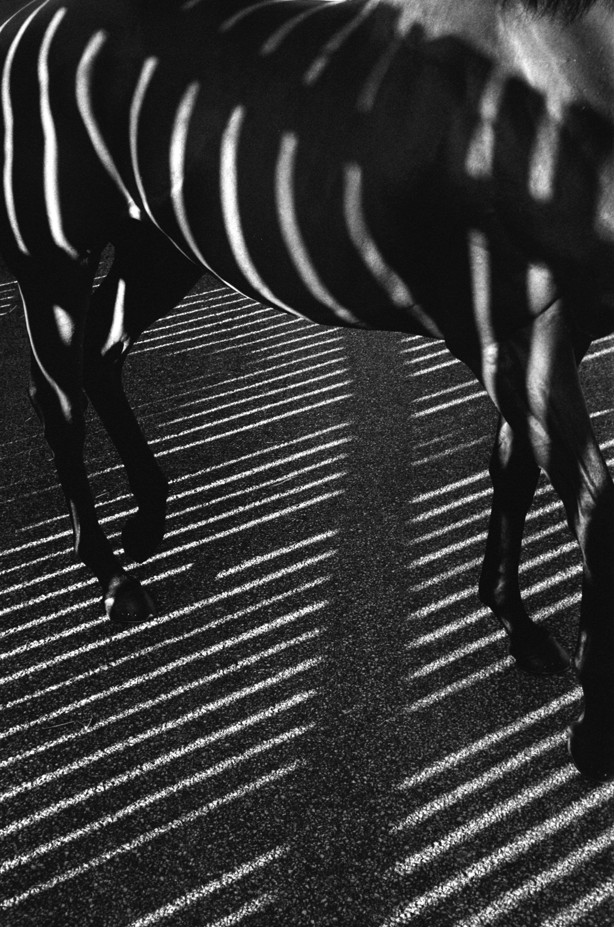 DUBAWI_Stripes.jpg