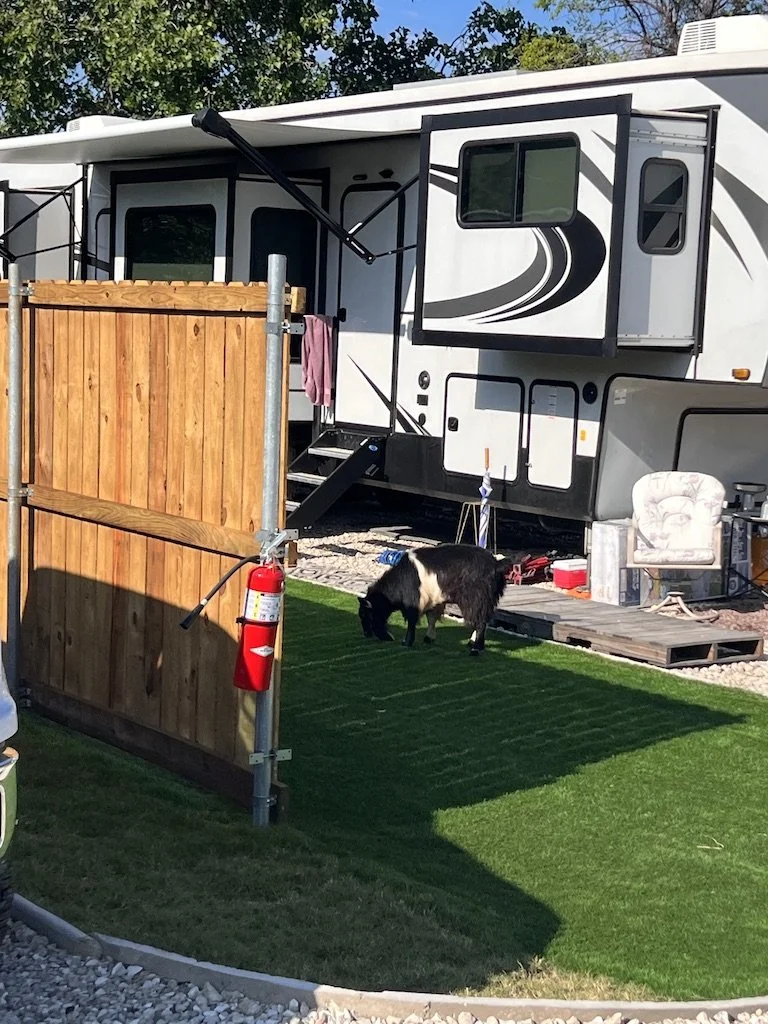 Someone needs to tell him thats not real grass!