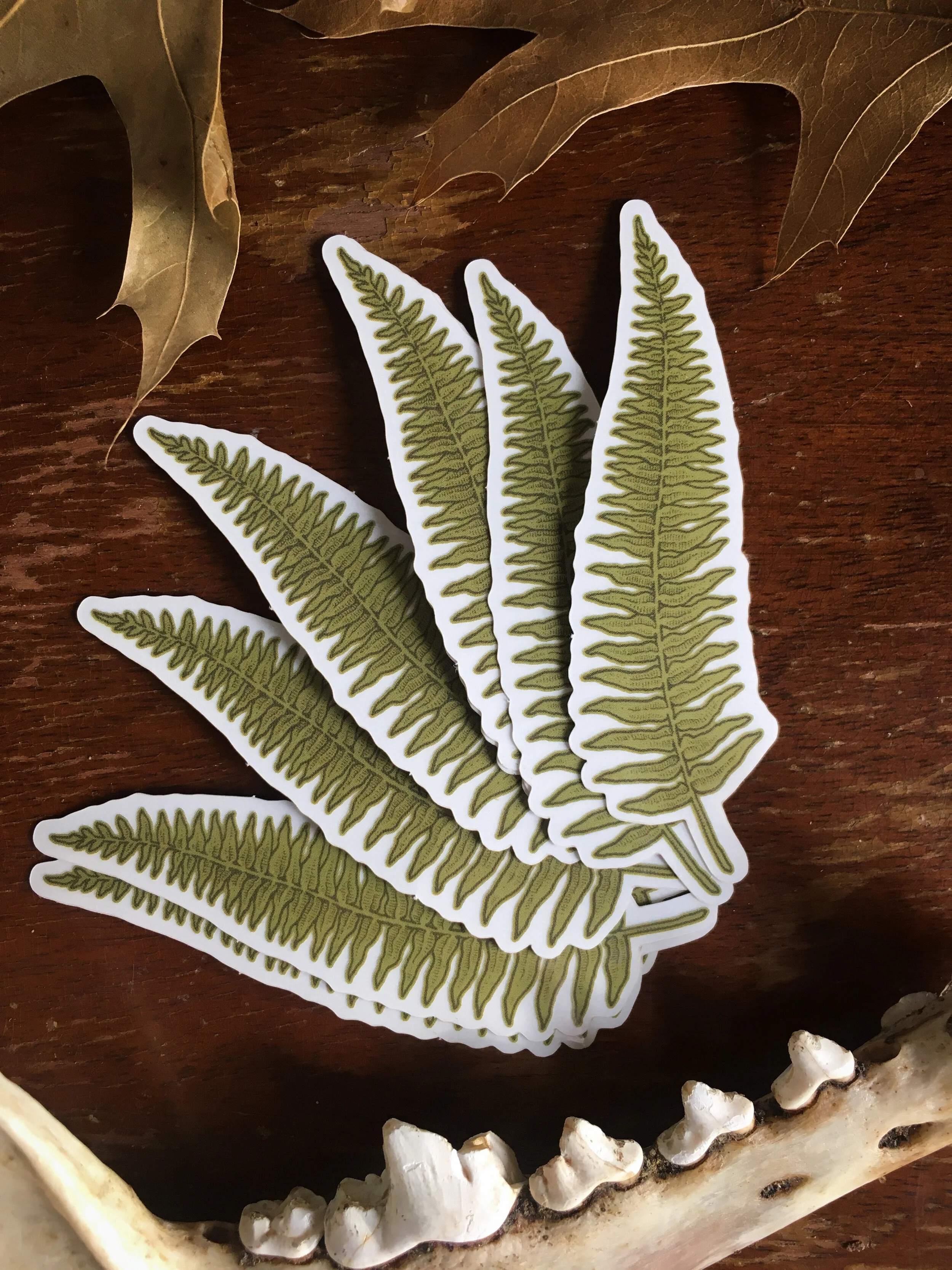 Sword Fern Clear Vinyl Sticker