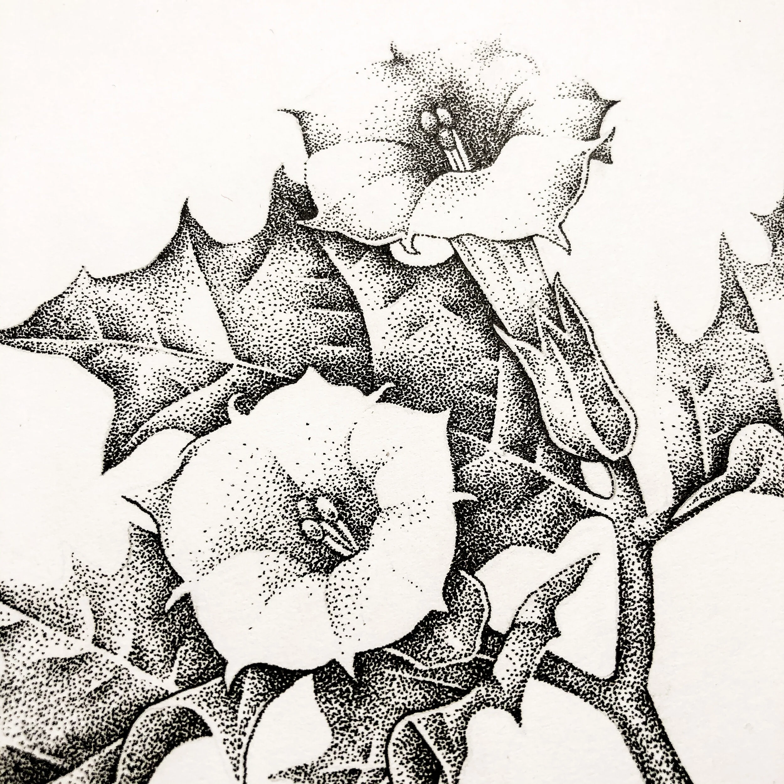 Datura Original Pen and Ink Illustration