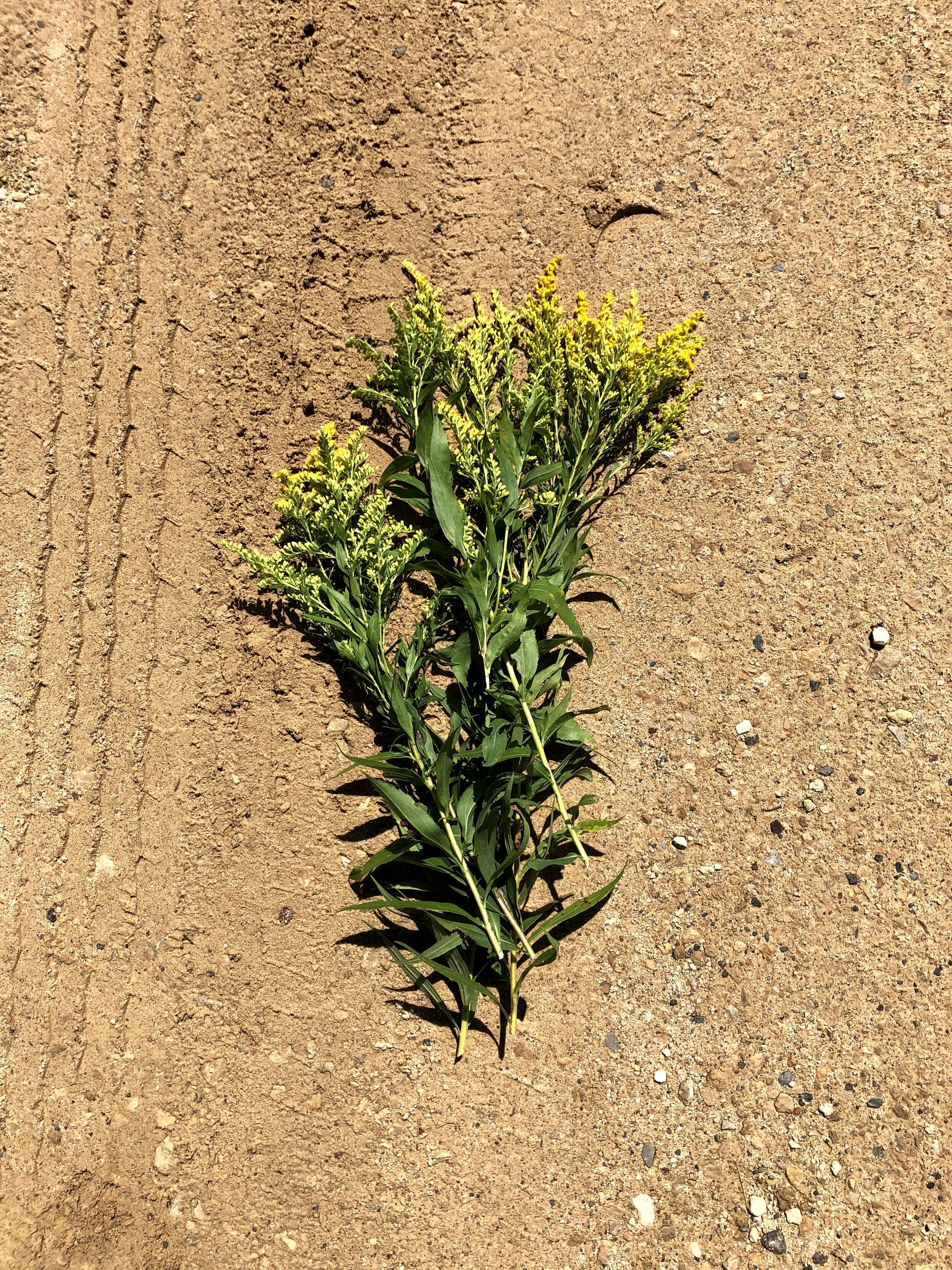 goldenrod stalks