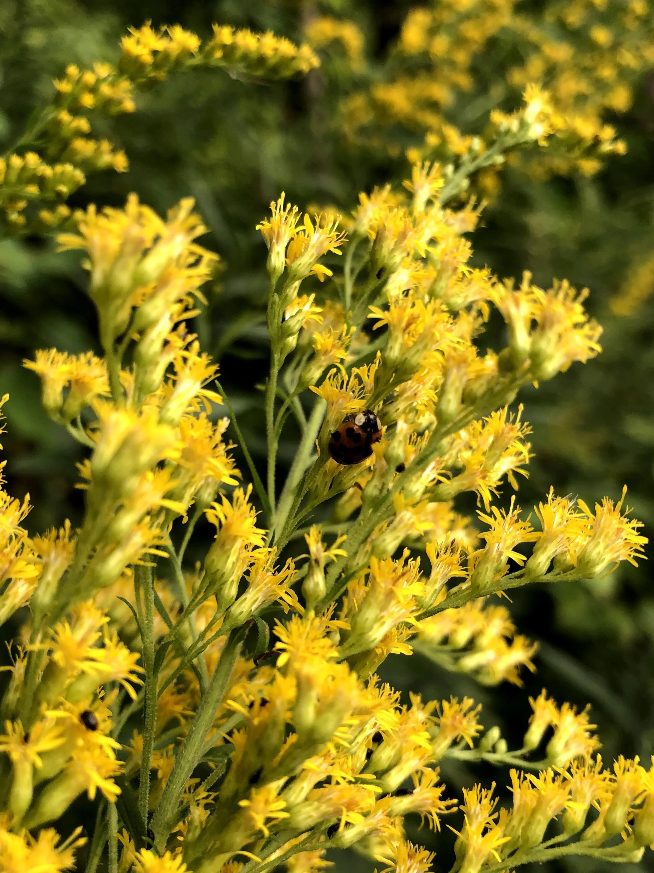 goldenrod flowers