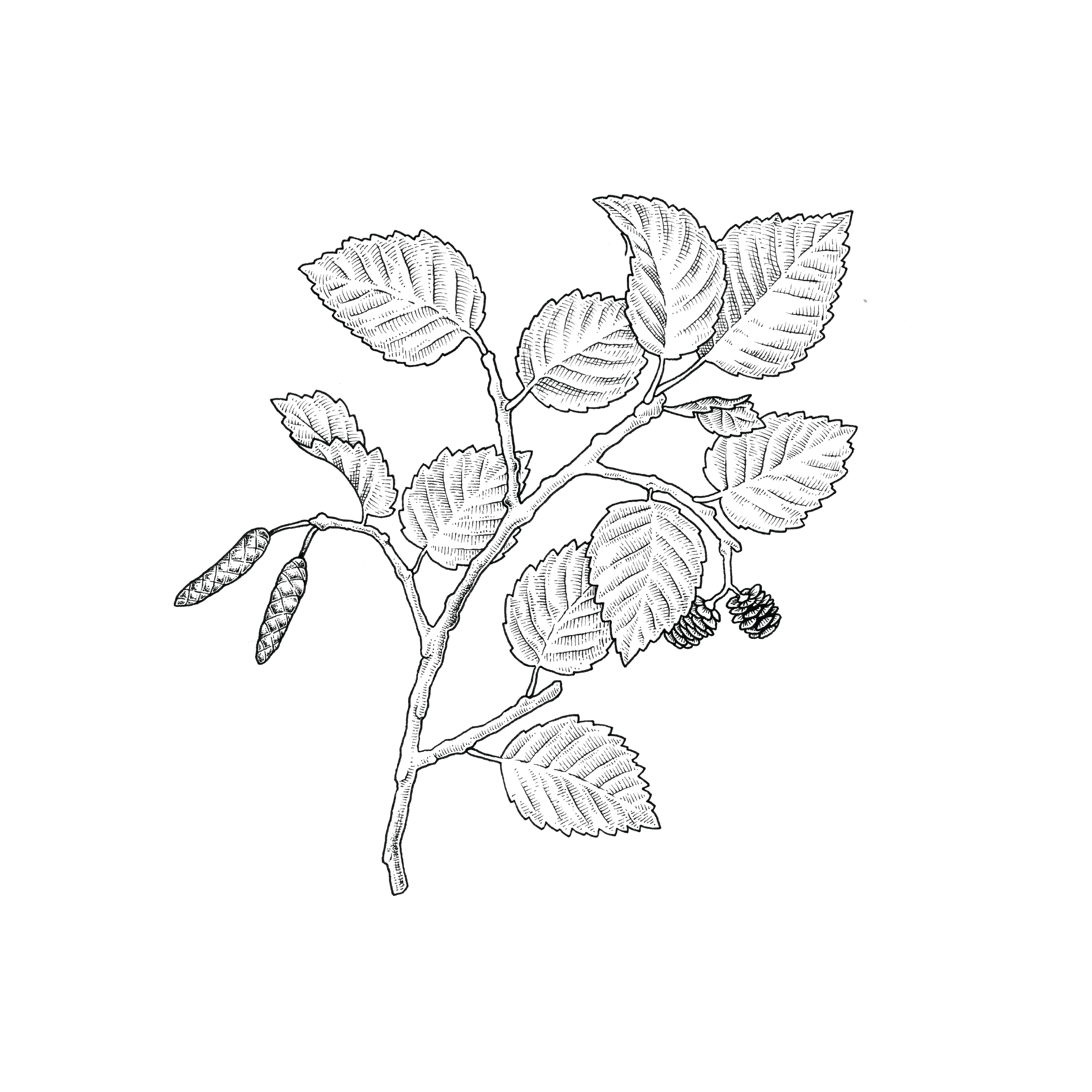 Praxis Plants Transparent_alder.png