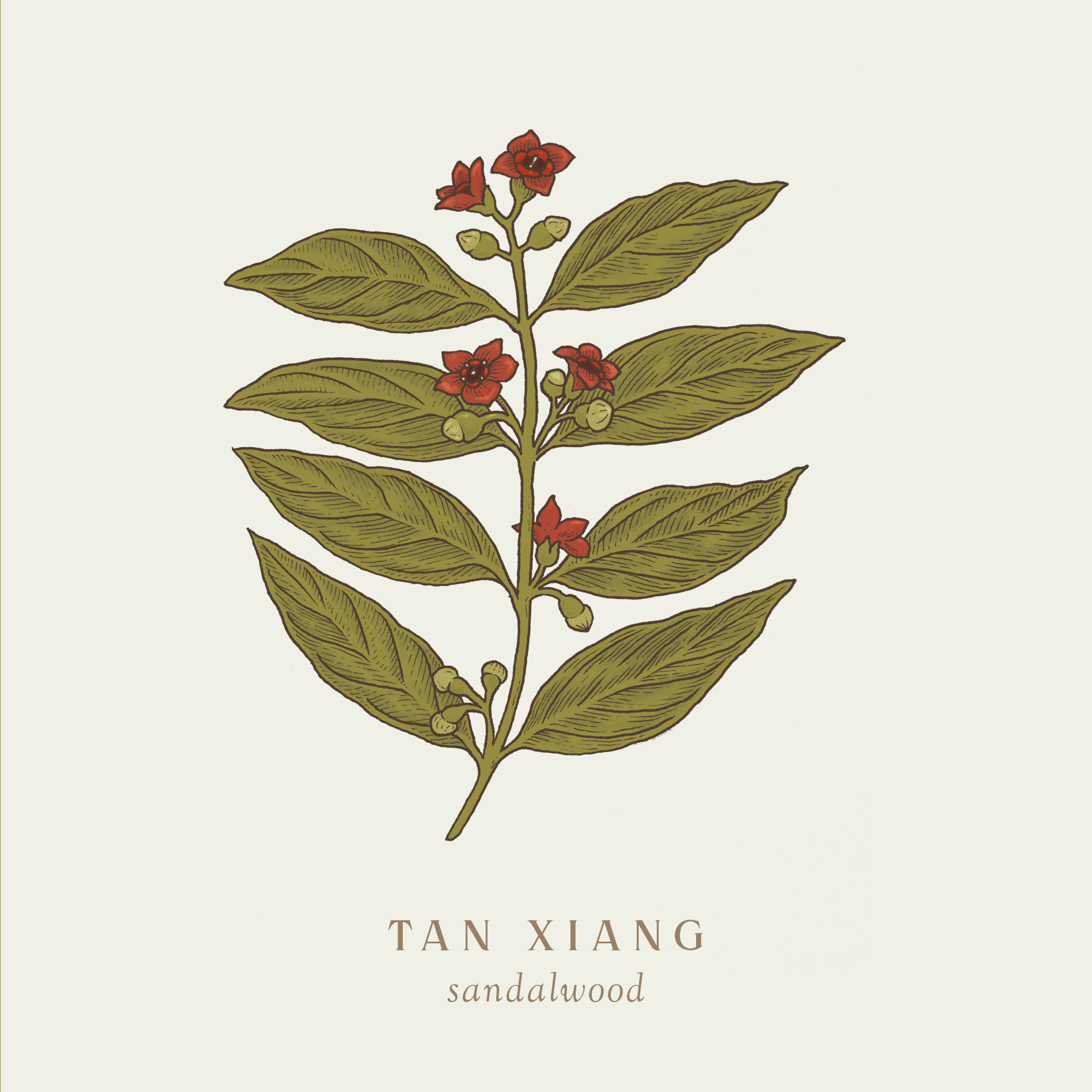 plants-sept-tanxiang.png