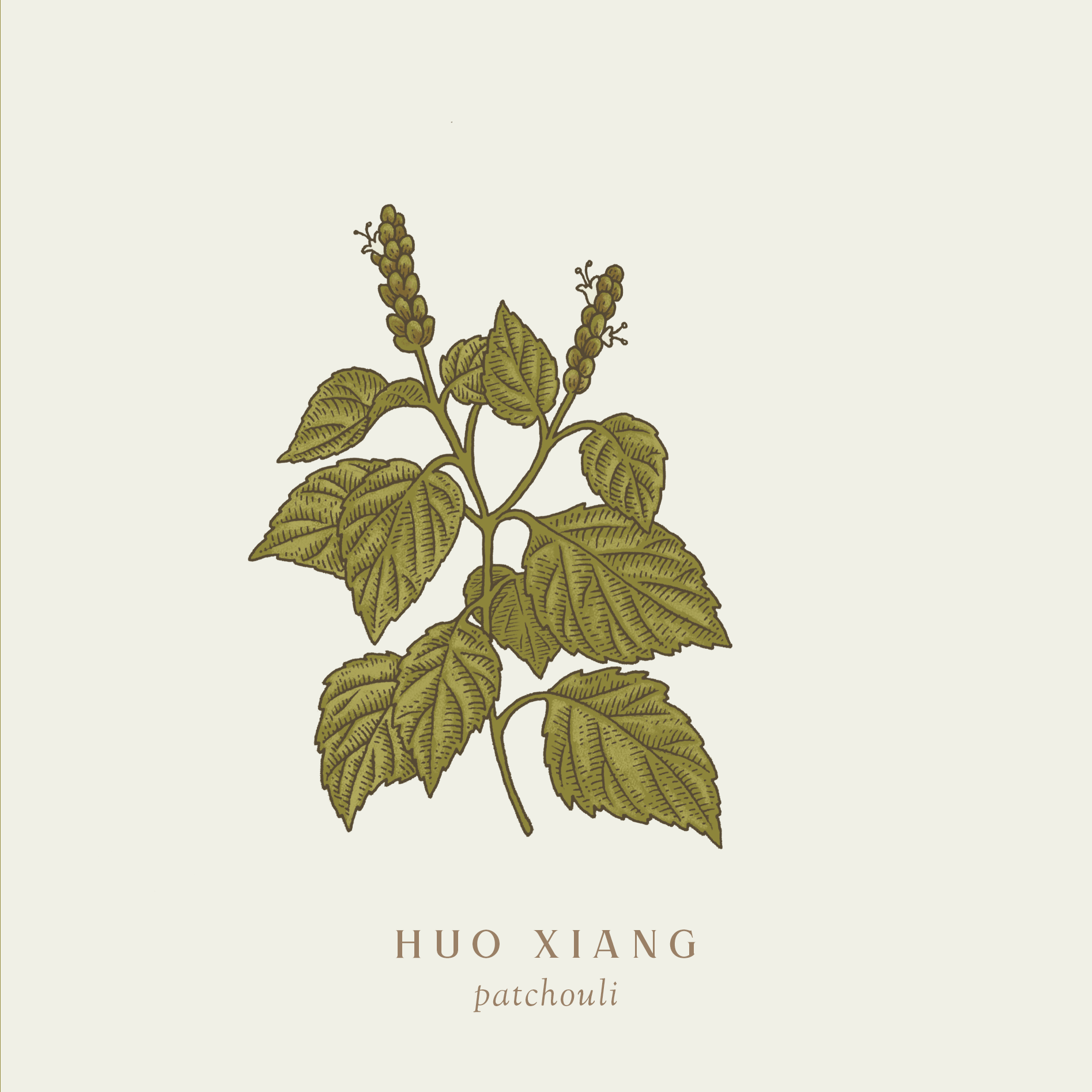 plants-august-huoxiang.png
