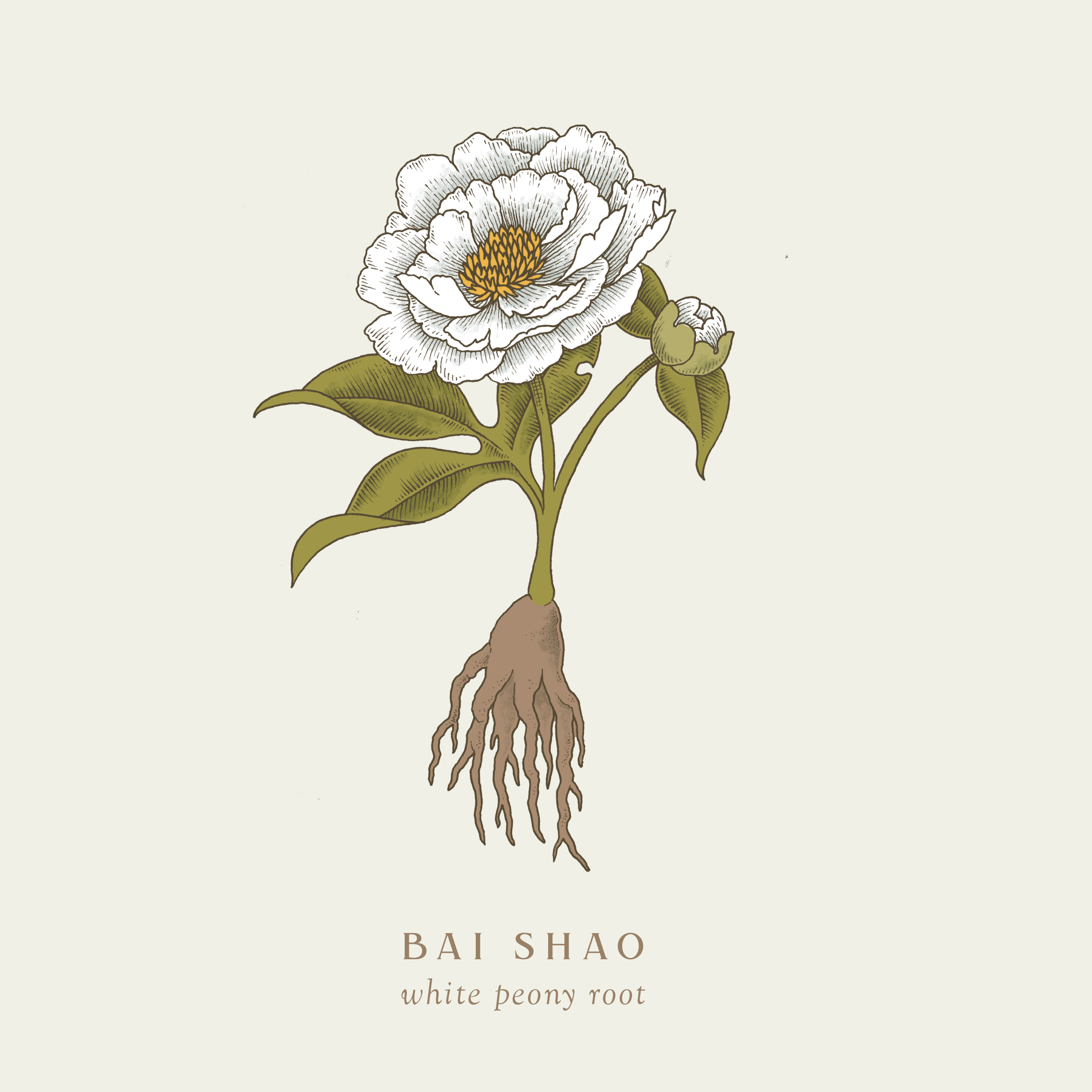 plants-june-baishao.png