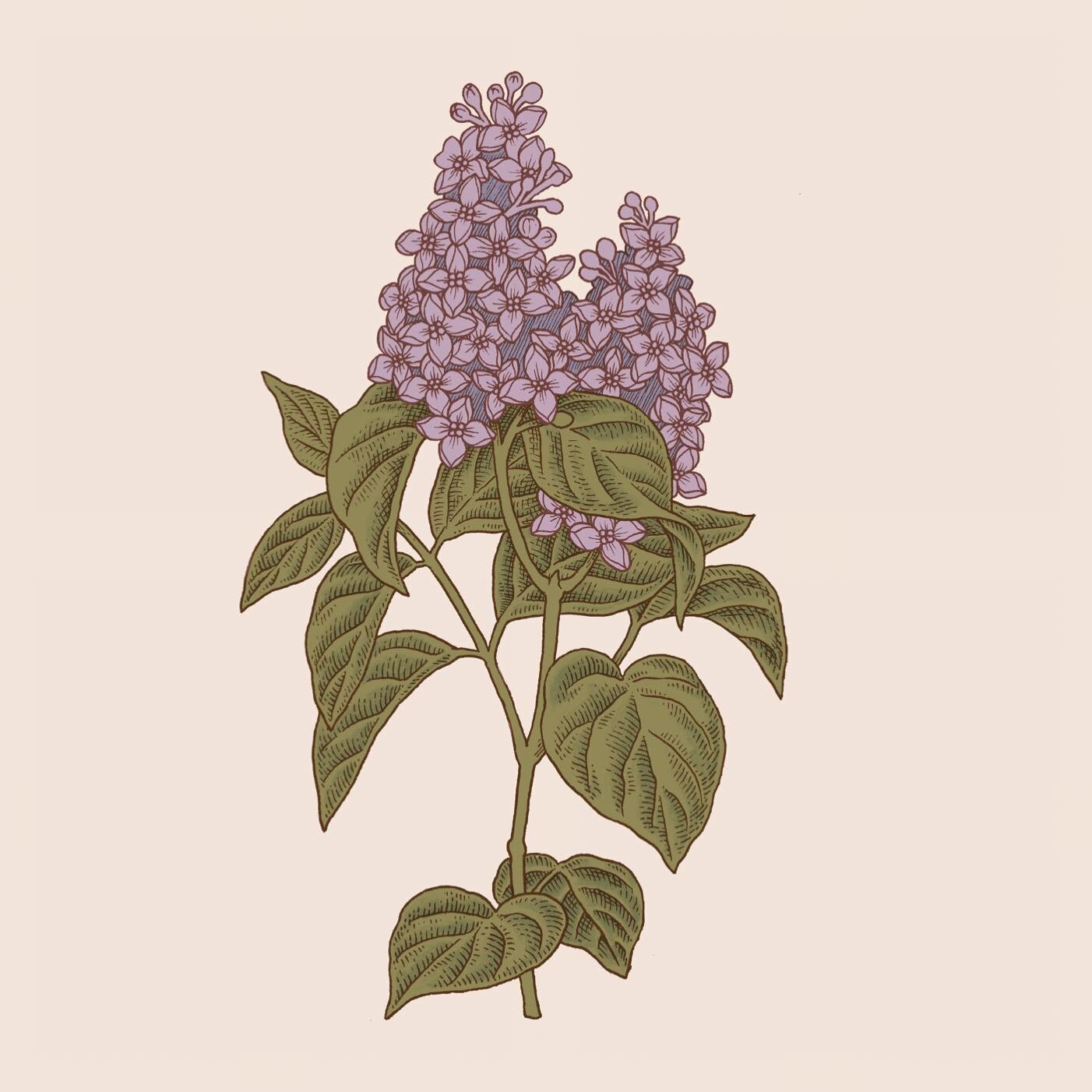 It&rsquo;s lilac season 🥲 and to celebrate I&rsquo;ve made some prints of this pretty little lilac illustration. Now available in the sh/op AND get free shipping on orders over $2O this week only with code SHIP20 🌸 you know where the 🔗 lives!

#bo