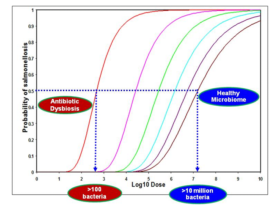 Figure 2. People with healthy microbiomes ( blue ovals , rightmost dose-response curve ) can ingest significantly more pathogens before becoming ill than those with microbiomes disrupted by antibiotics ( red ). Coleman et al., 2018.
