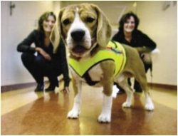 CliffCdiffDetectionDog.jpg