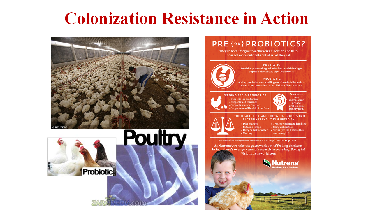 colonizationResistanceInAction.png