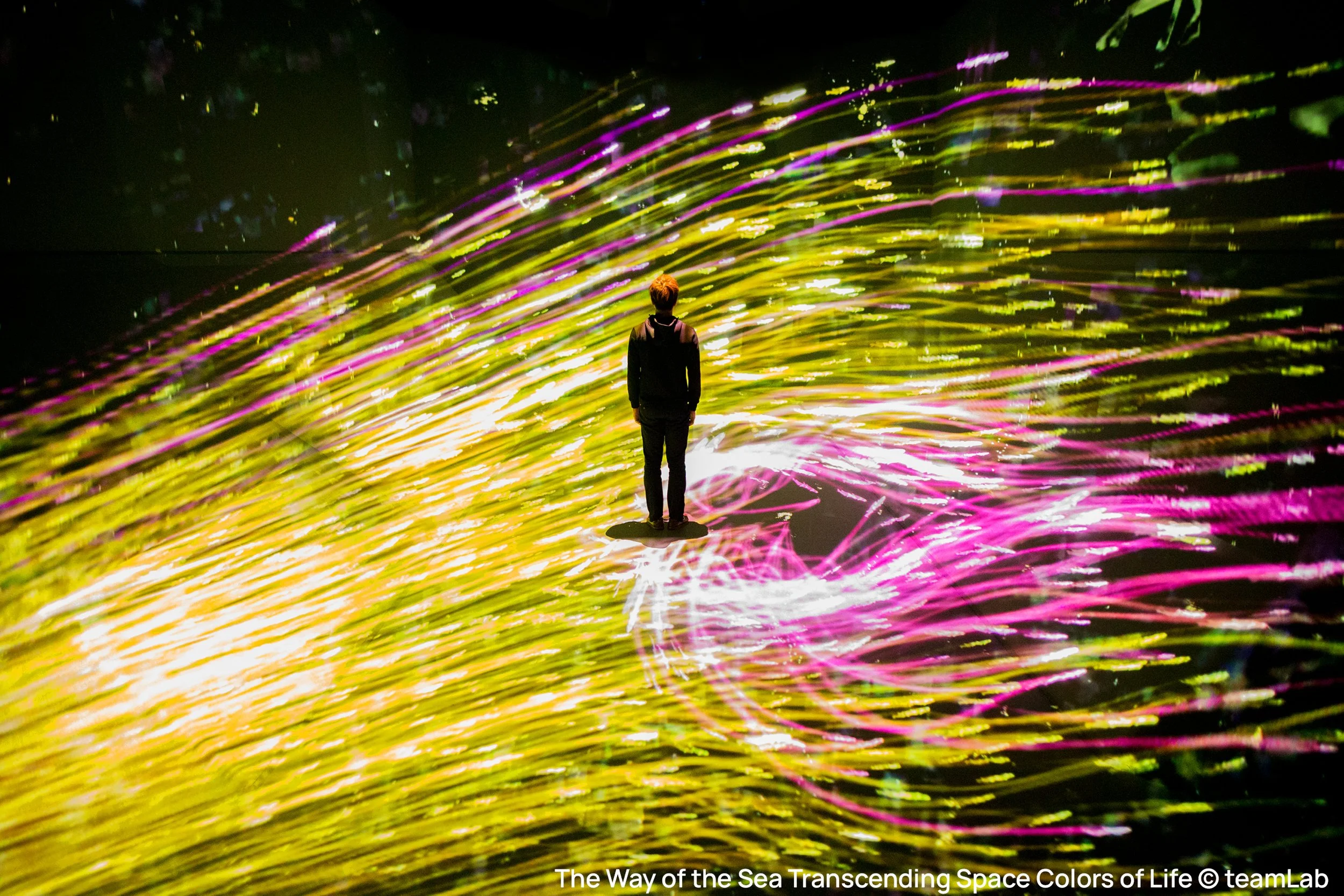 Vanishing Act: The Asian Art Museum's New Pavilion