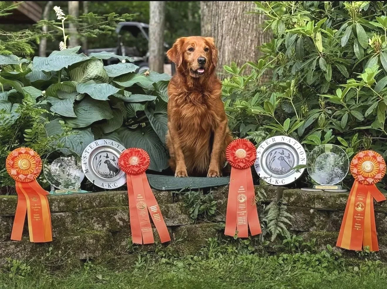 Male: Clipper