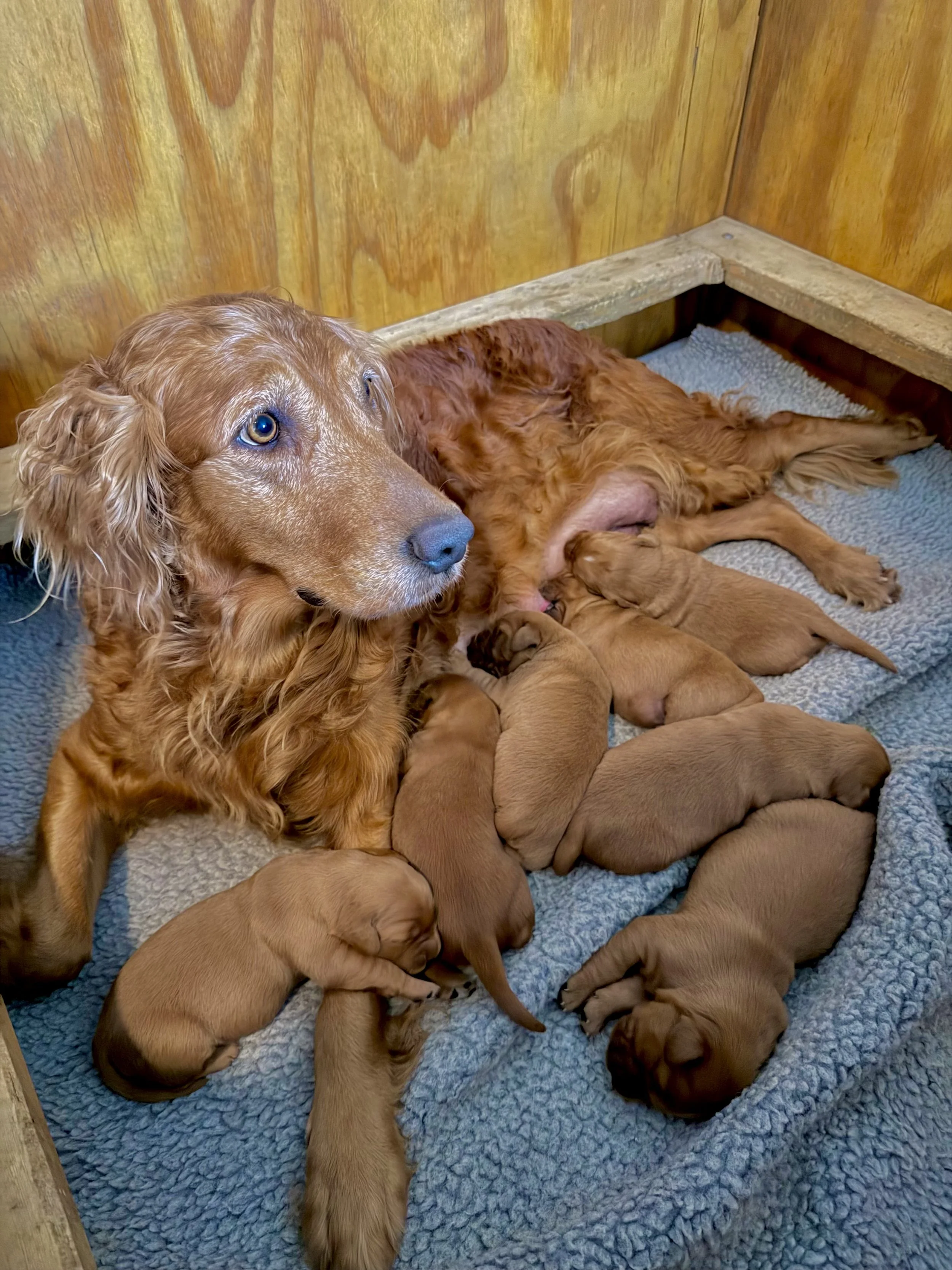 Phoebe's Litter Nursing
