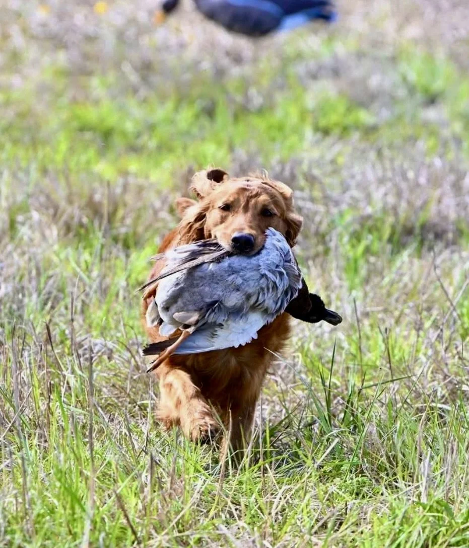 Phoebe Retrieving Bird