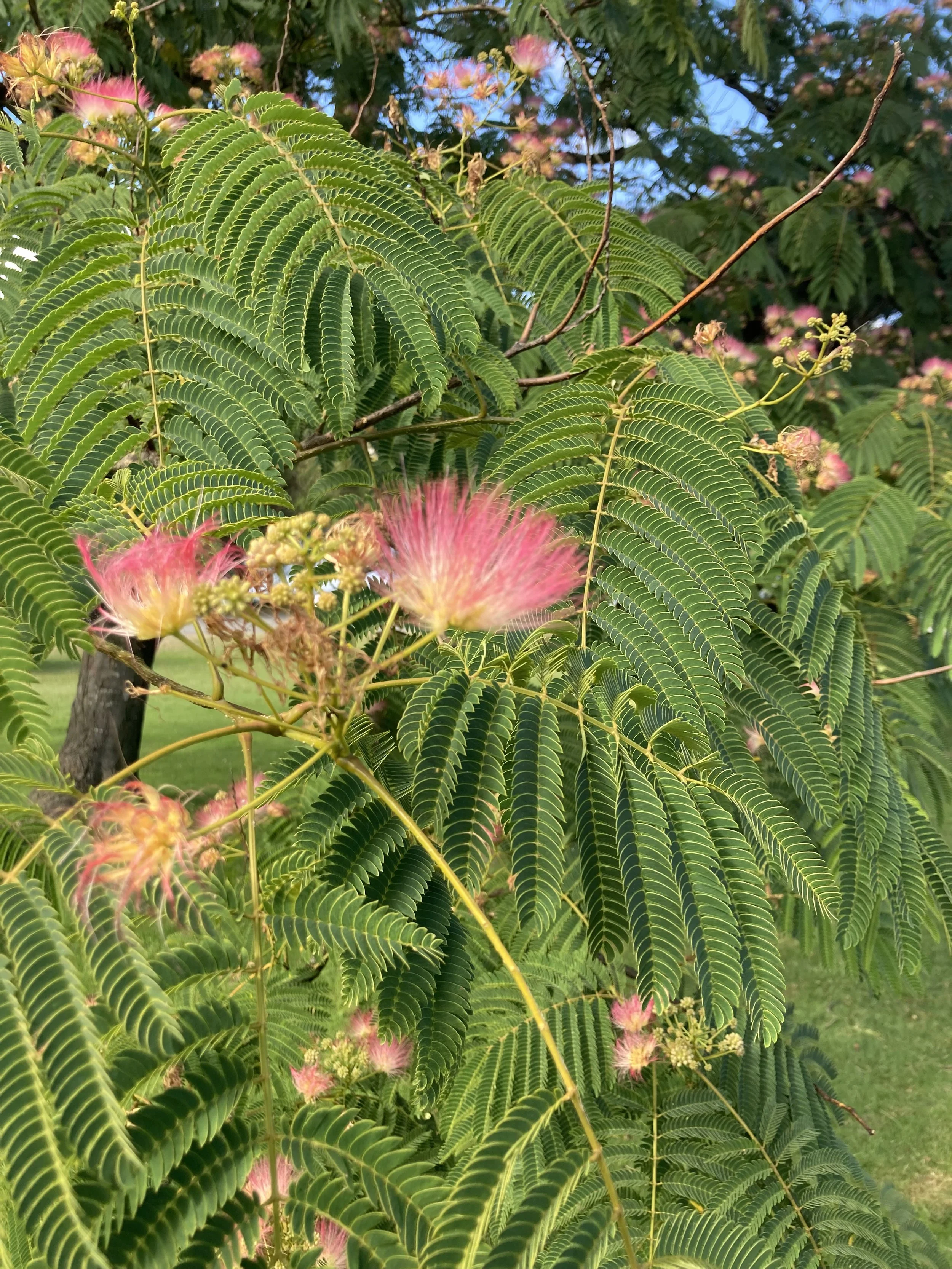 Four shows for early 2025