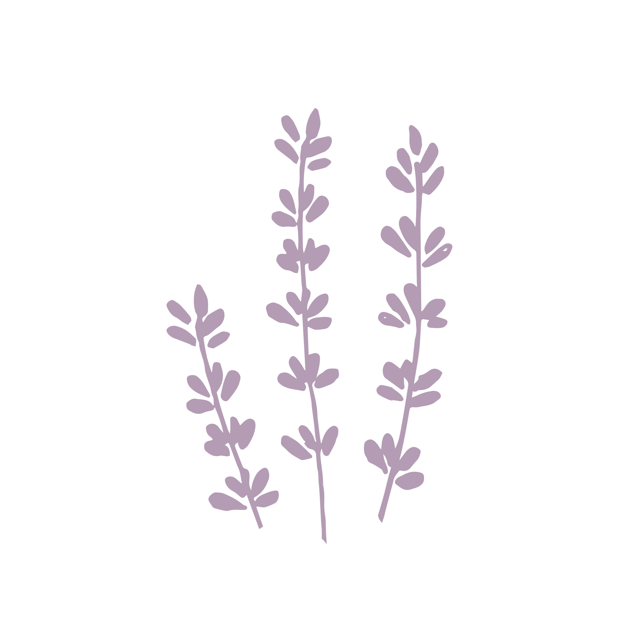 Lavender sprigs 1.png