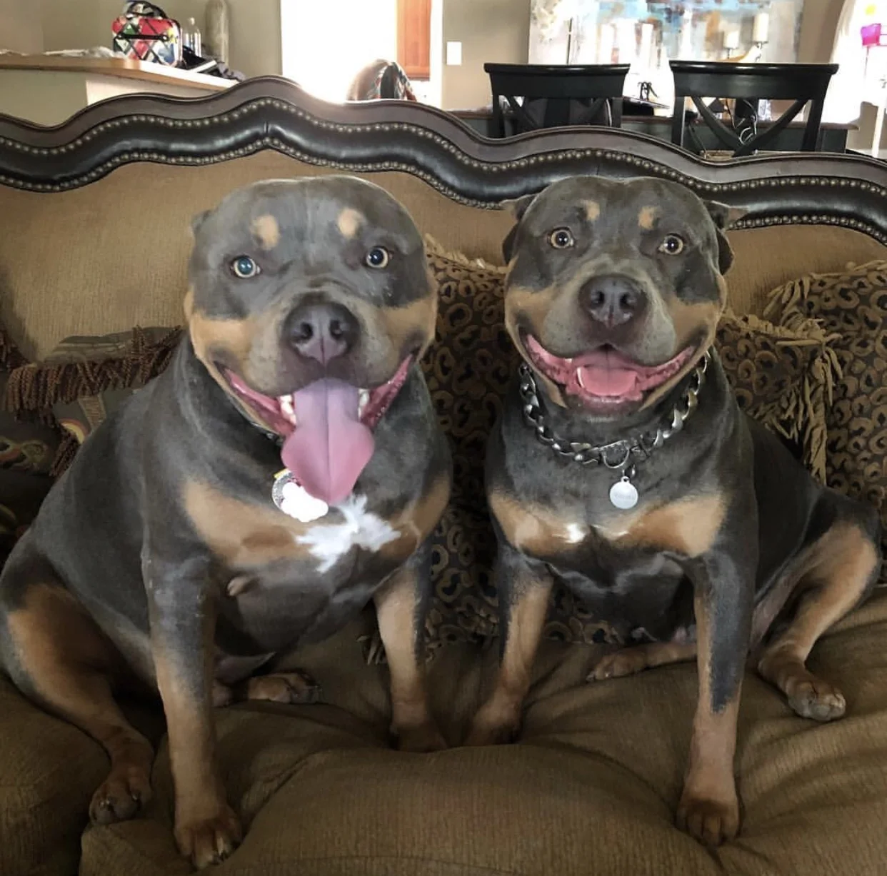 blue tri color american bully