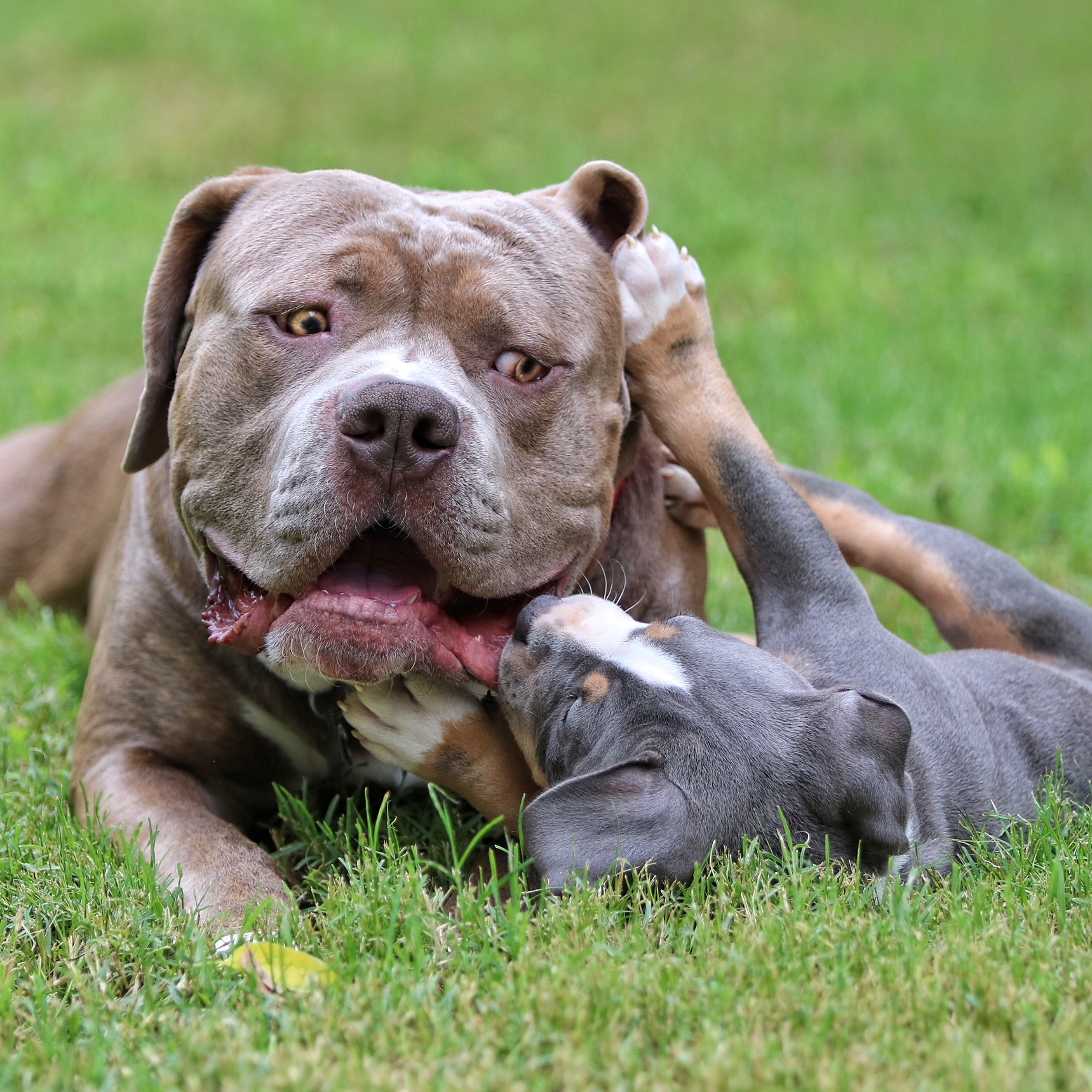 American Bully with floppy ears playing with puppy in the green grass
