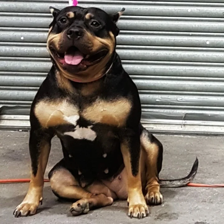 american tri bully