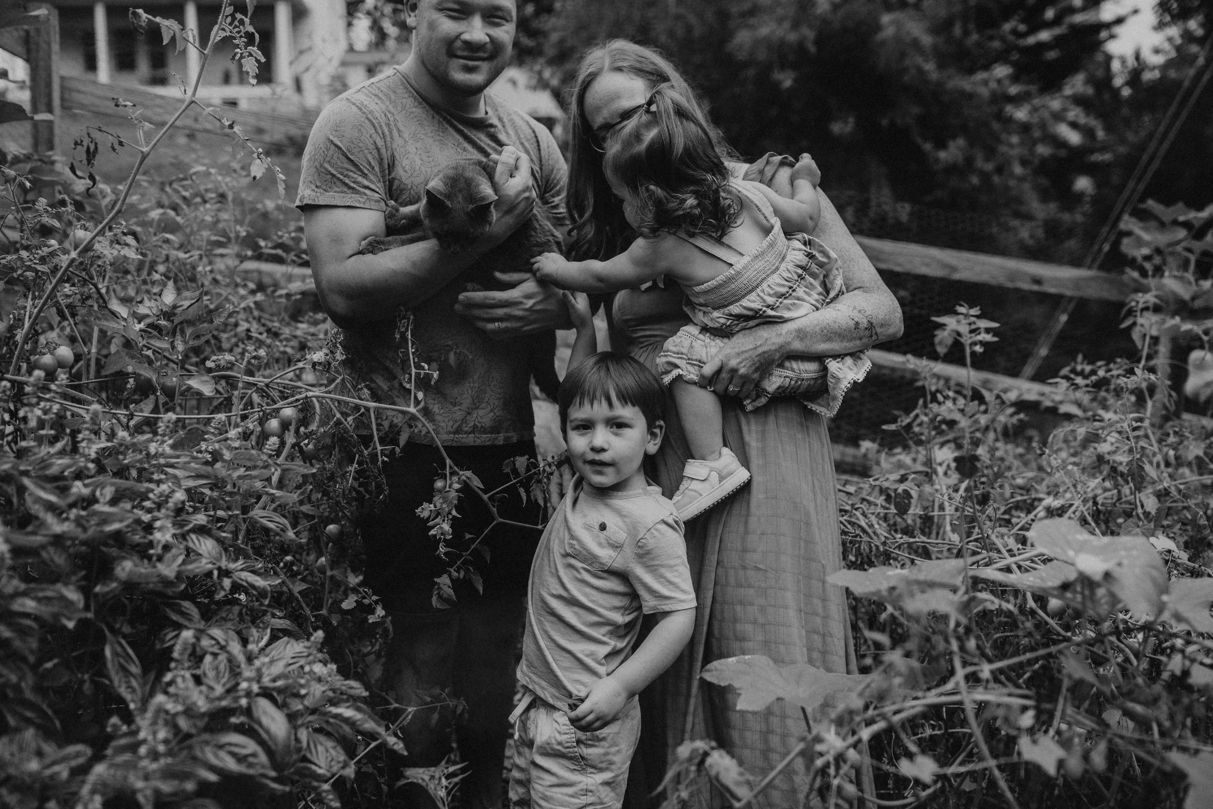 A family of four, including a man, woman, and two children, in a garden picking ripe tomatoes from plants. The man is holding a cat, and the children are interacting with the plants.
