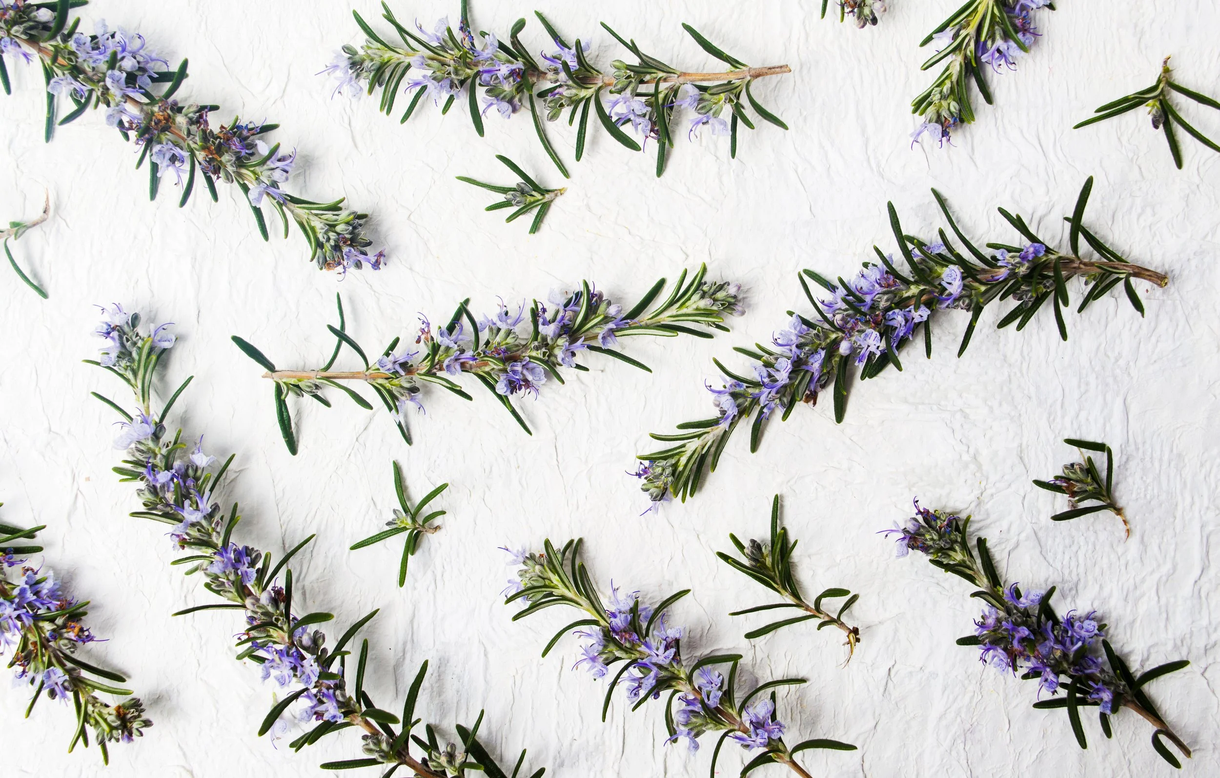 Rosemary IG.jpeg