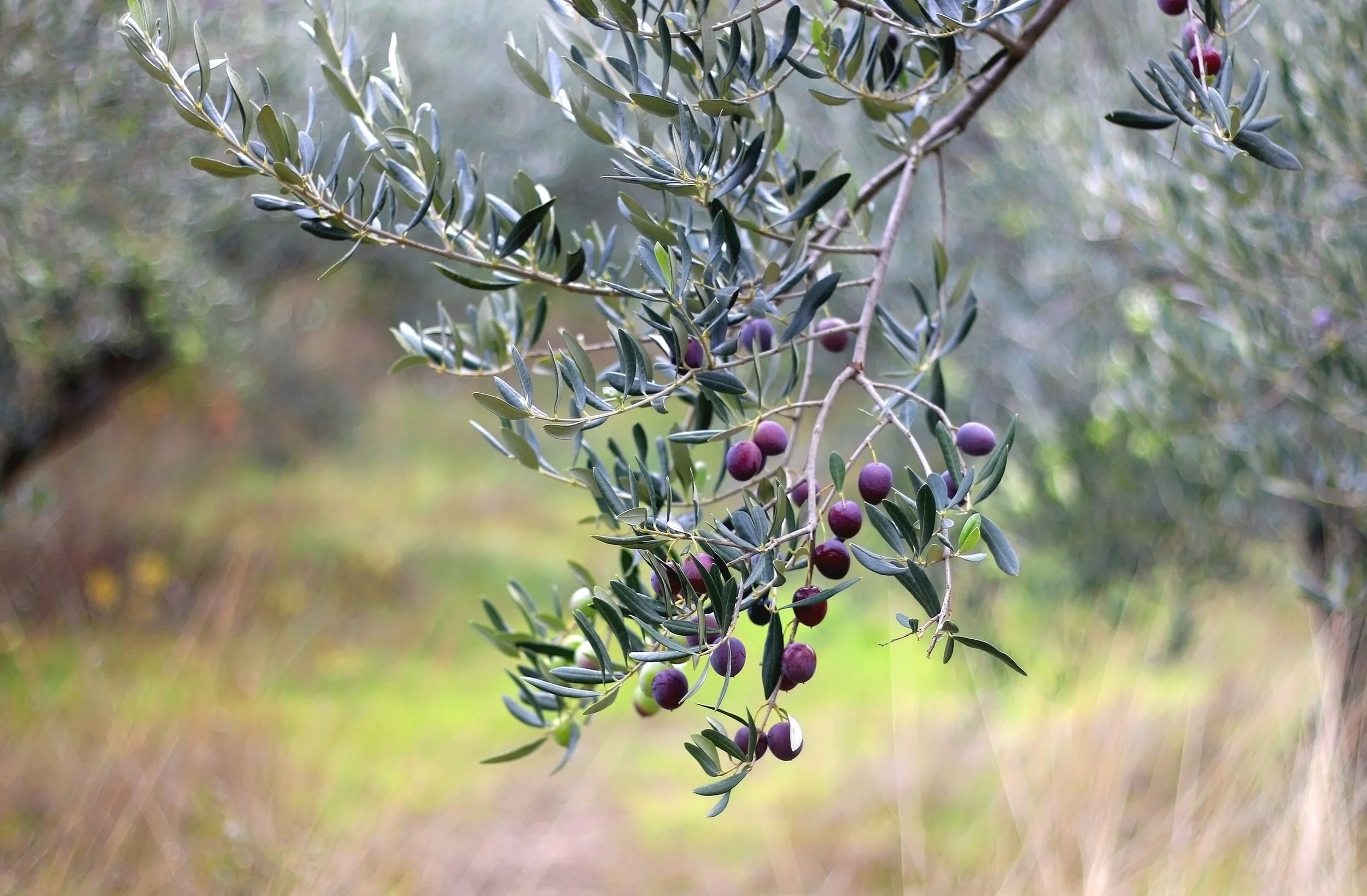 Purple olives on branch cropped.jpeg