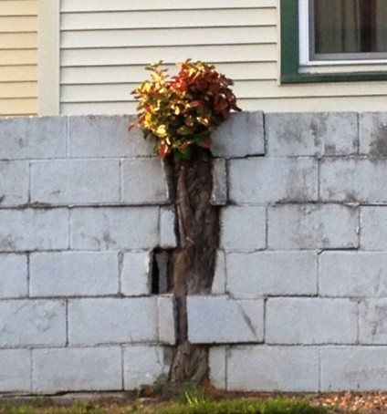 tree.jpg