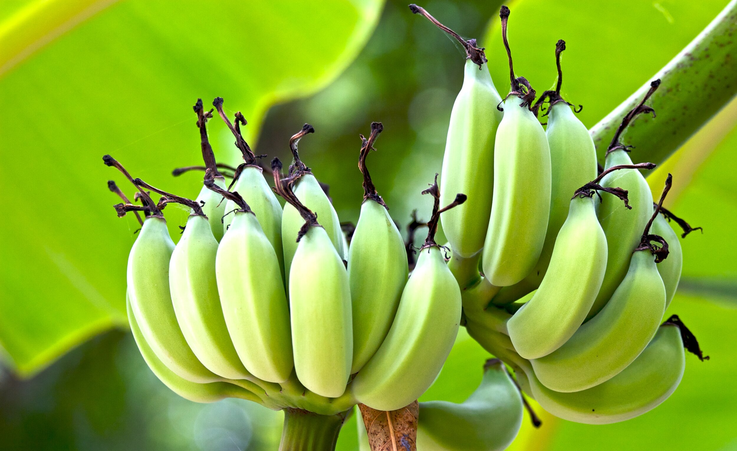 Банан это фрукт ягода трава или овощ