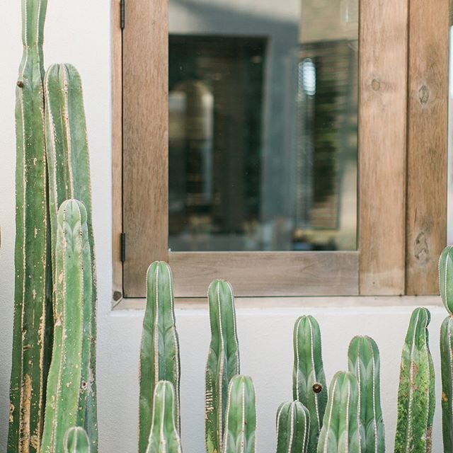 Cacti goals✨
.
📸: @sourced_co