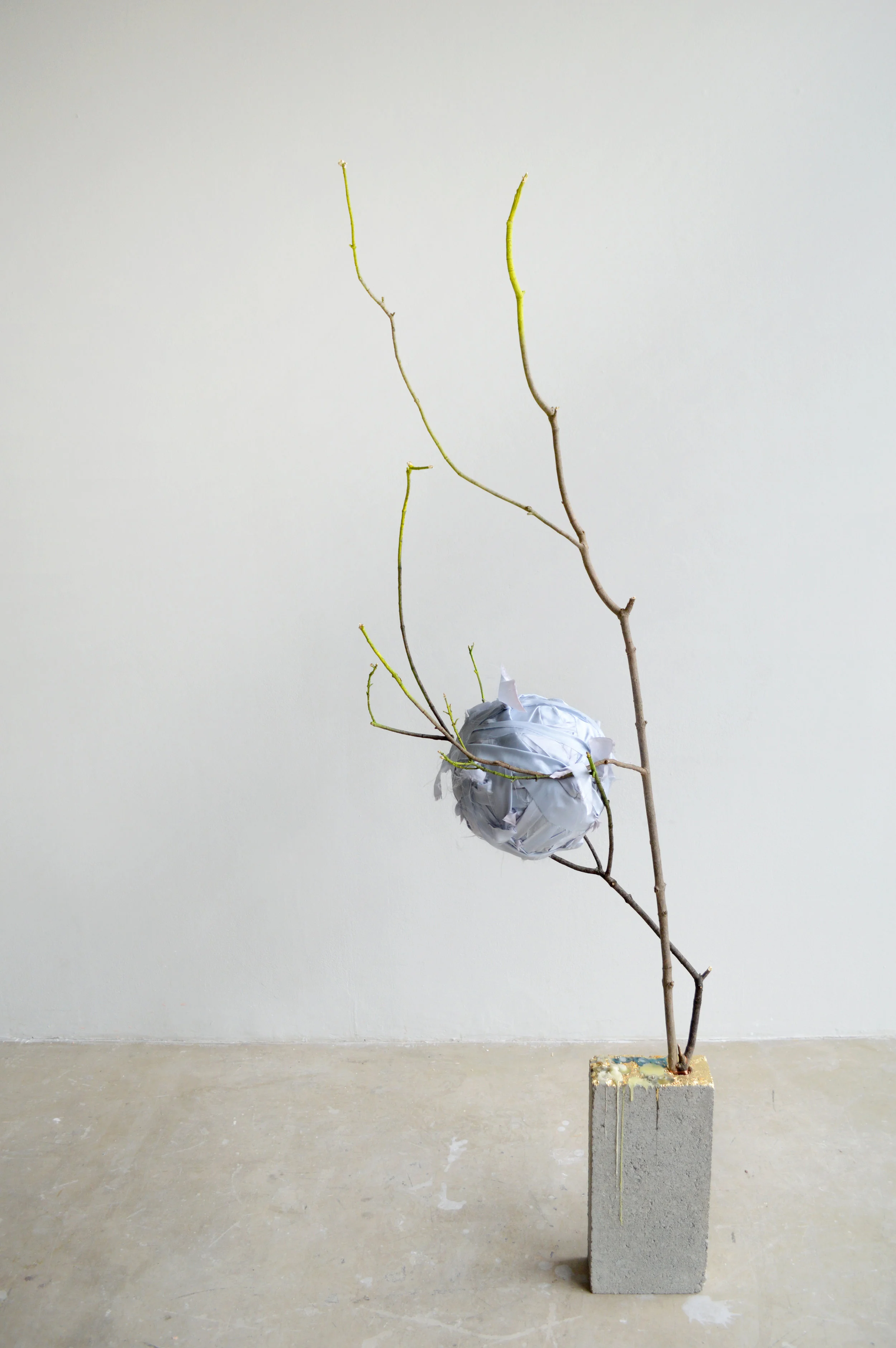 9. nest.JPG