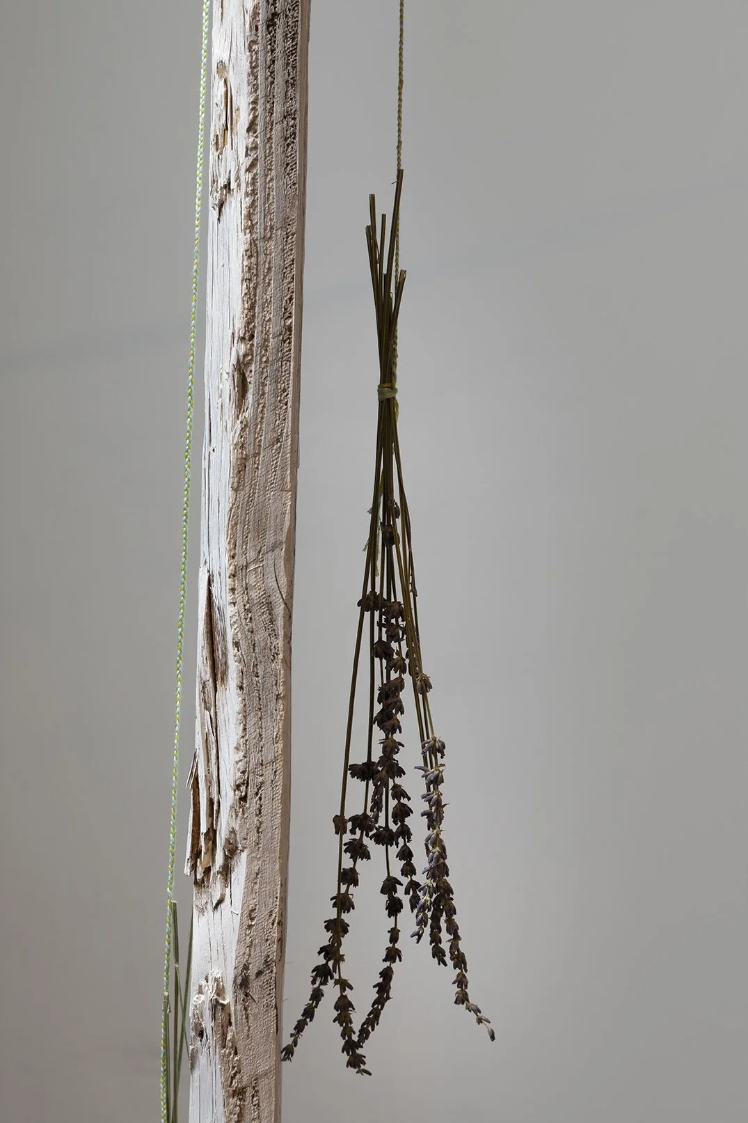 _S1A1115.jpg