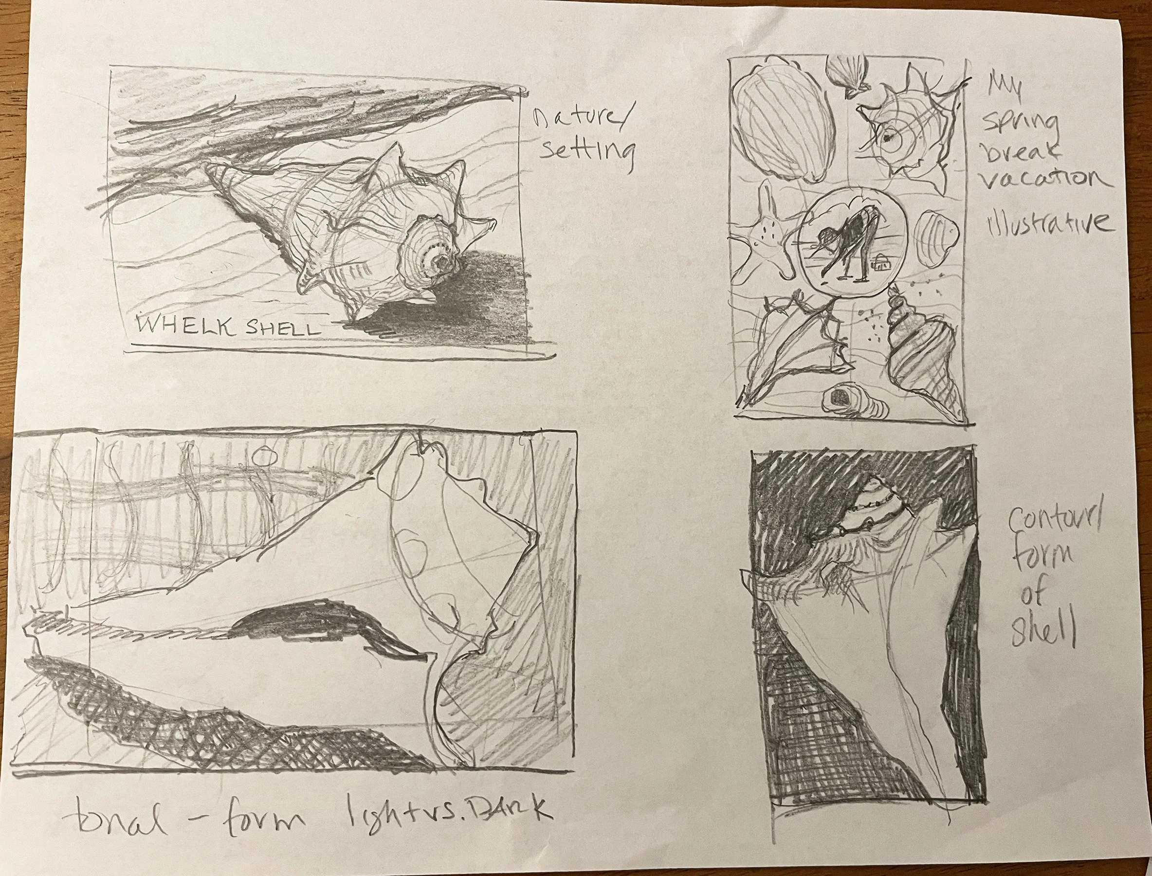 shell sketch.jpg