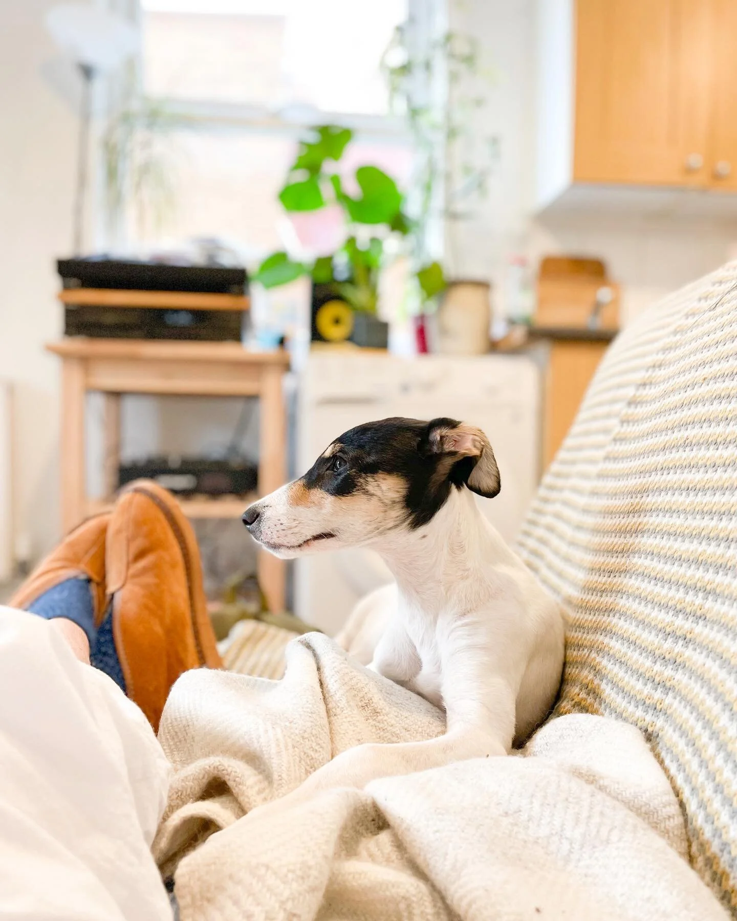 Noodle has been nursing me this morning 🤧 hoping to be out and about in a few days once my covid symptoms have eased! 💚