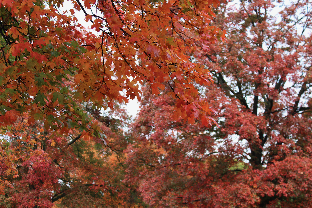 IMG_7726.png