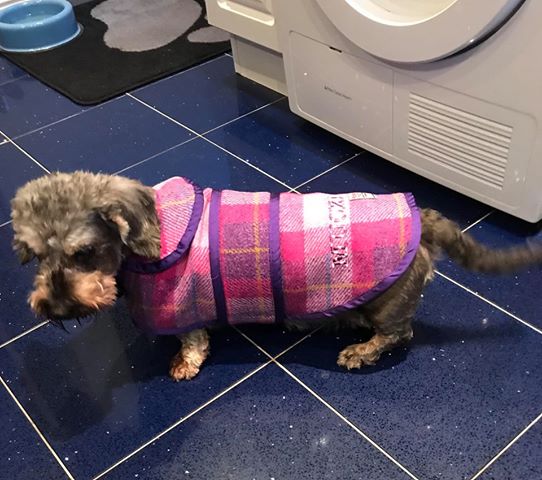 Lily in Harris Tweed