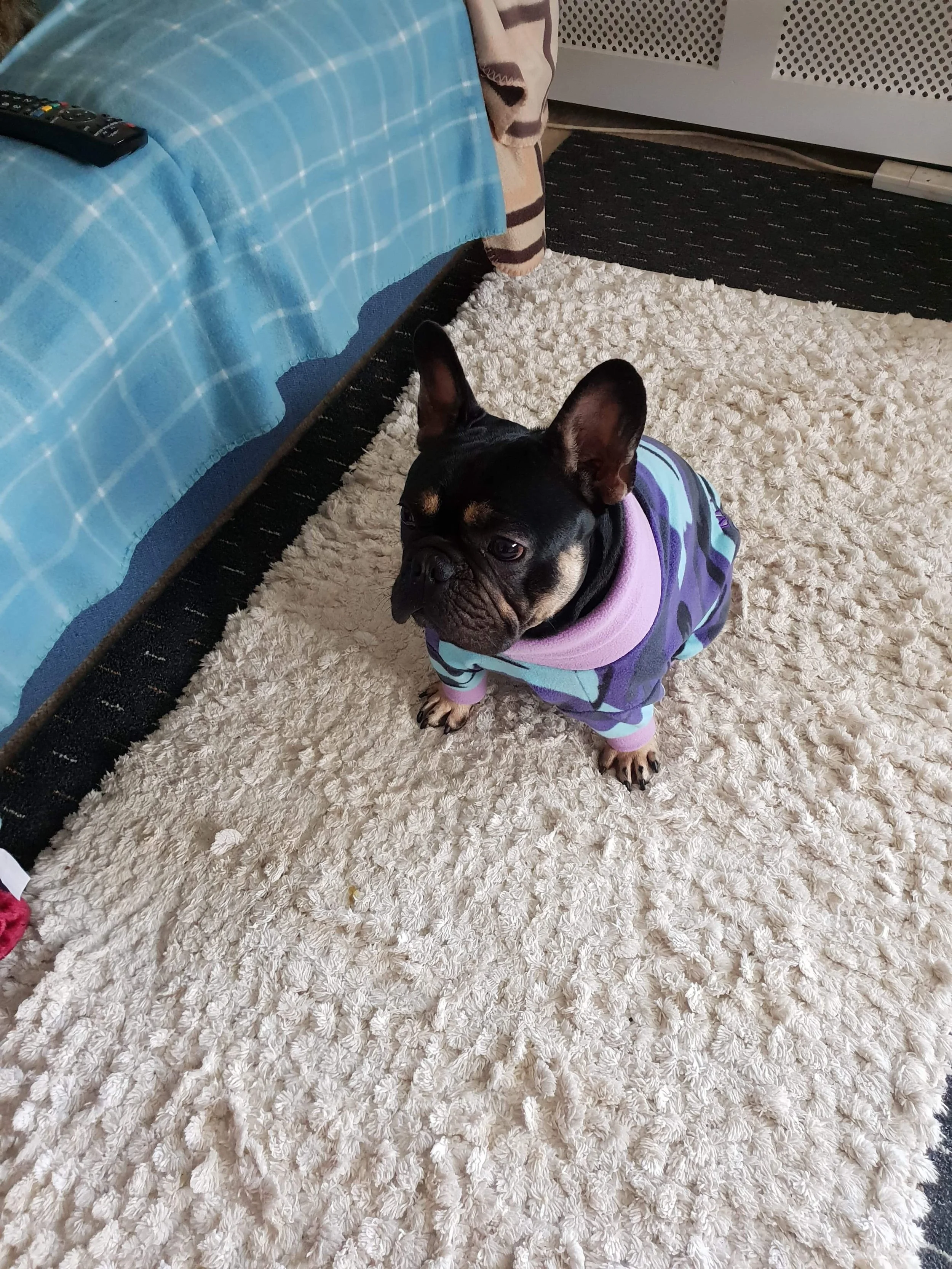 Wee Frenchie