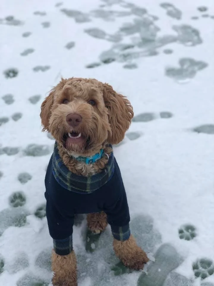 goldendoodle snow pants