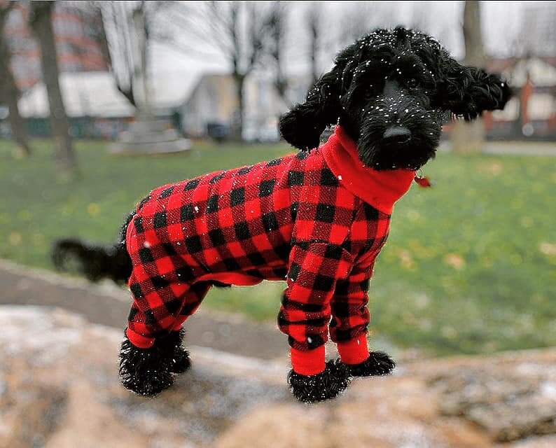 Dog Fleece Coat, Small Dog Winter Coats With Legs