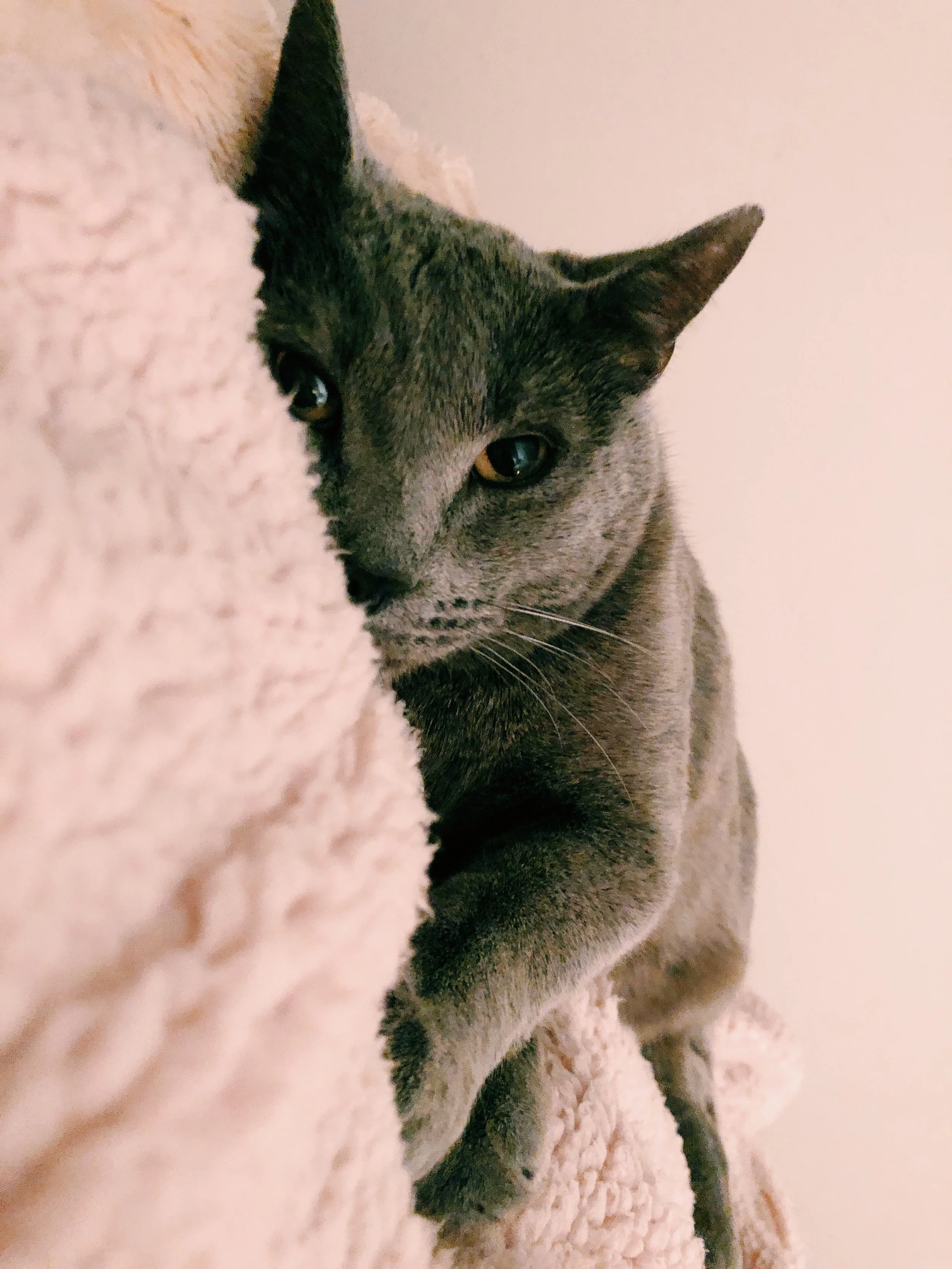 Earl is a rescue who is around 3 years old. When I got him his back right claws were bleeding and shredded. He was found in a van outside a hotel with more than a dozen dogs and cats (see the video clicking the button below to learn more). One cat d…