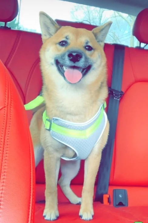 How precious is Matcha?