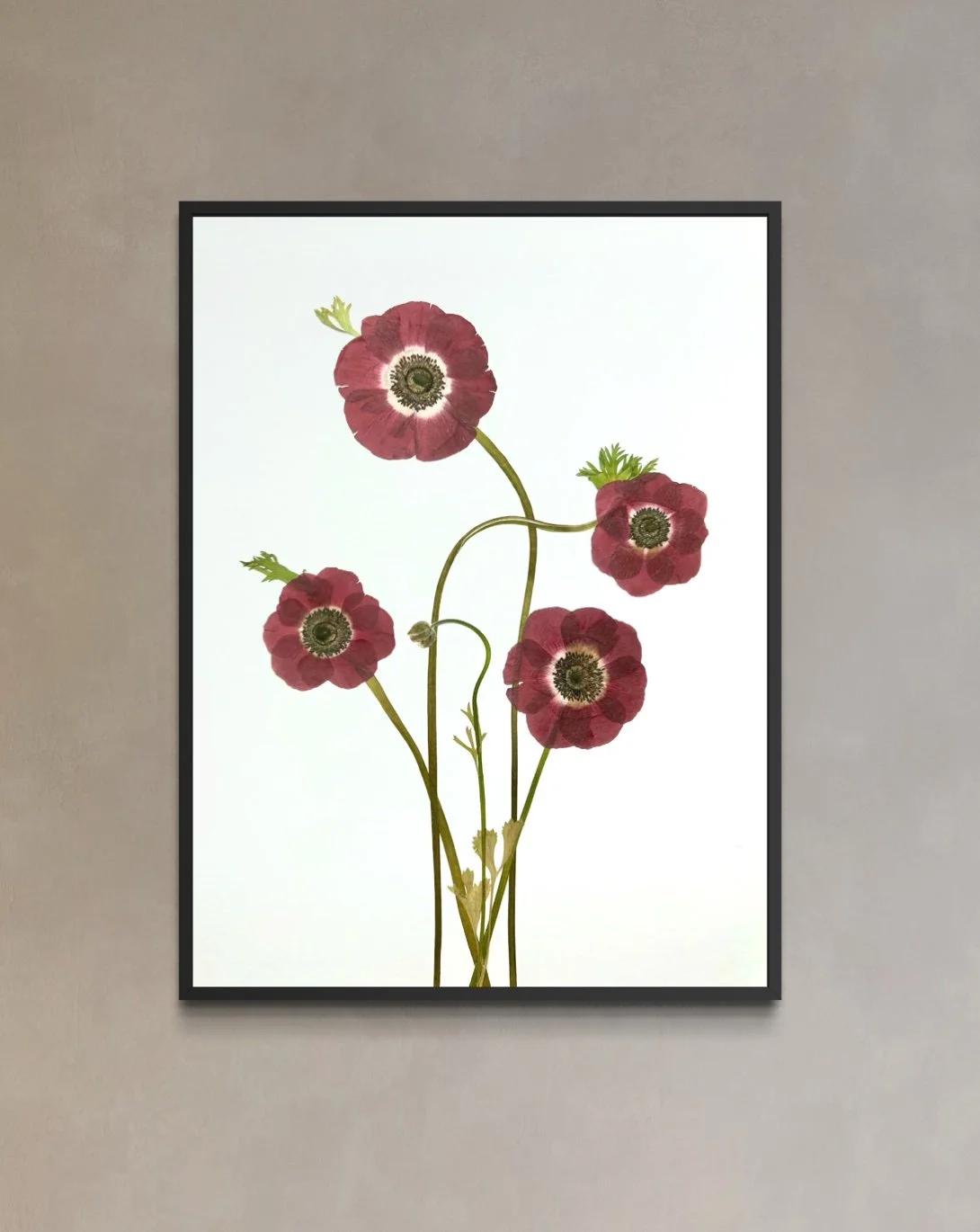 Anenome New.jpg