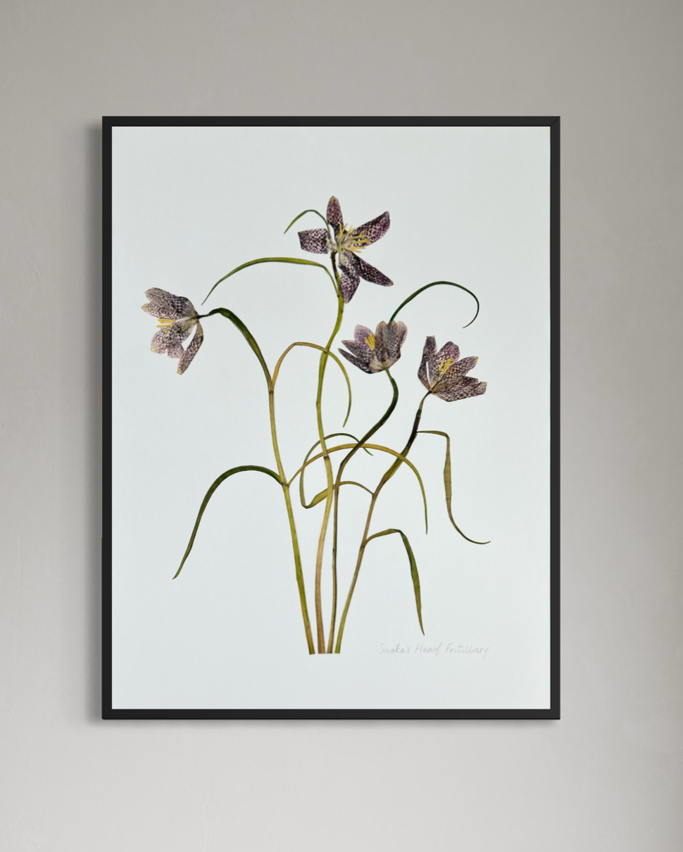 Snake's Head Fritillary