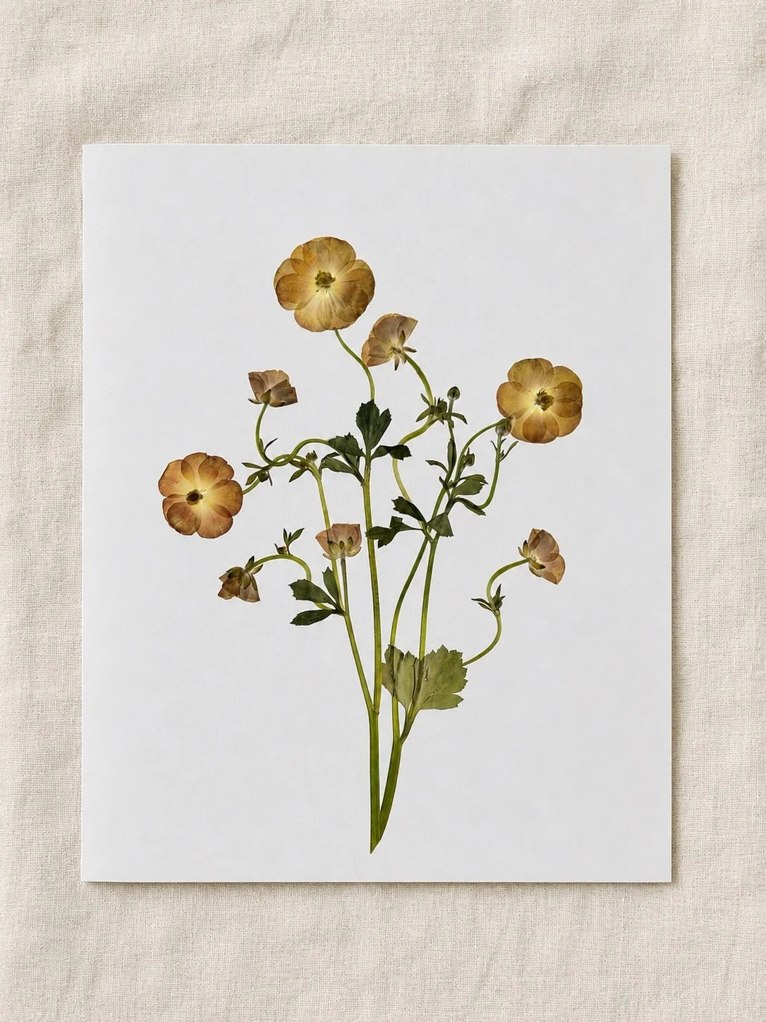 Butterfly Ranunculus on Linen.jpg