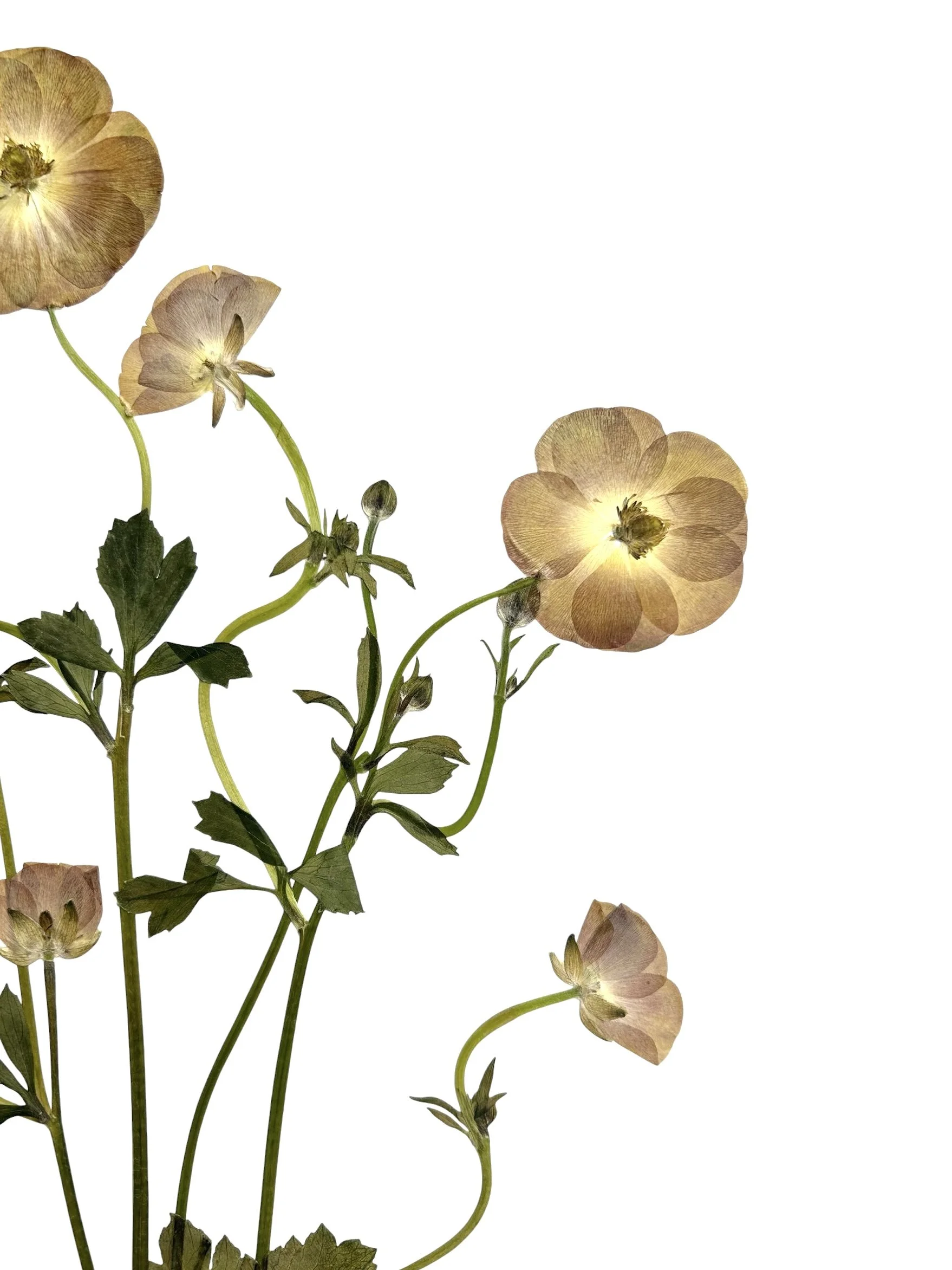 Closeup2 butterfly ranunculus.jpg