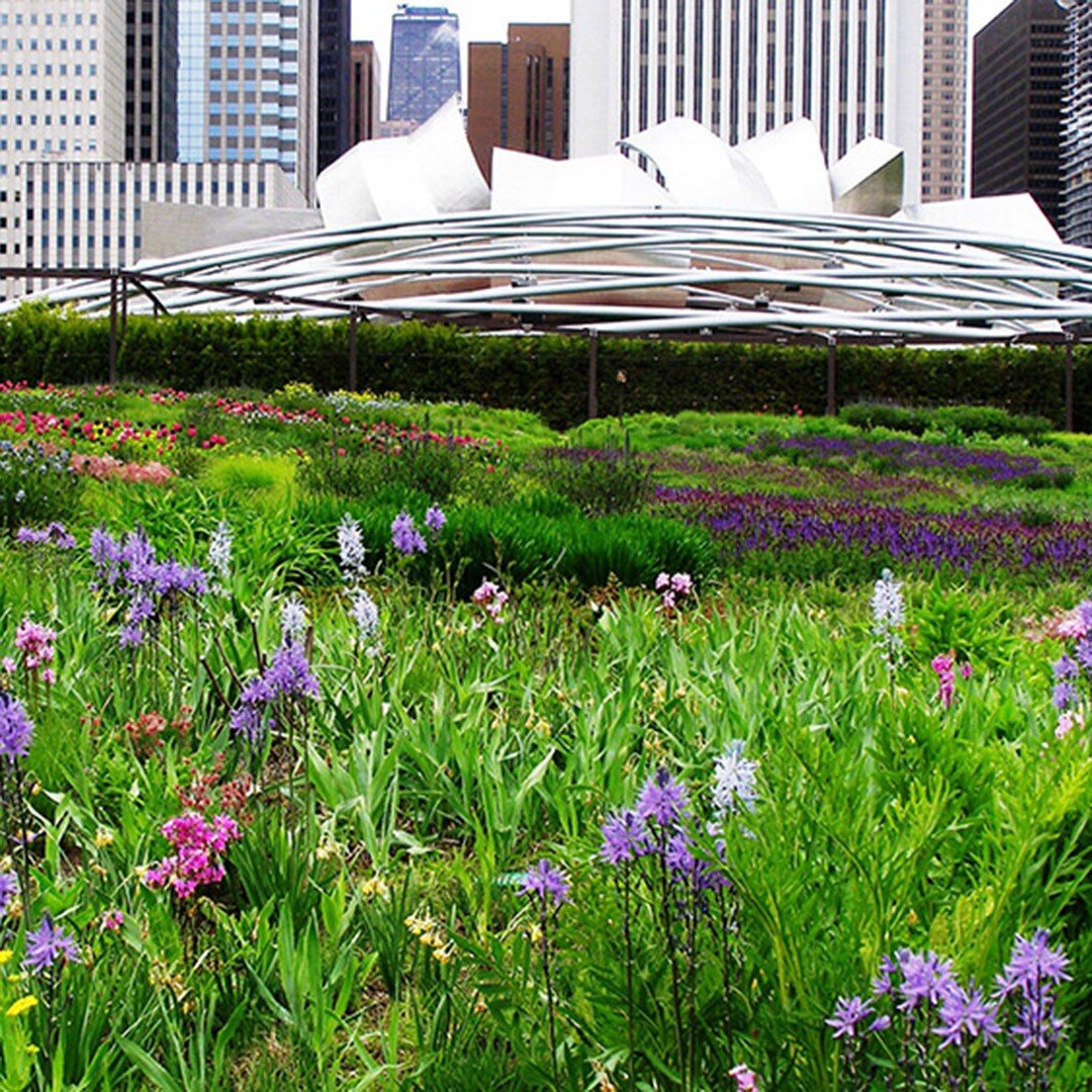 Happy first day of spring! 🌷🌱
.
.
.
#landscapearchitecture #millenniumpark #millenniumparkchicago #luriegarden #jbclandscapearchitecture #springishere #welcomespring