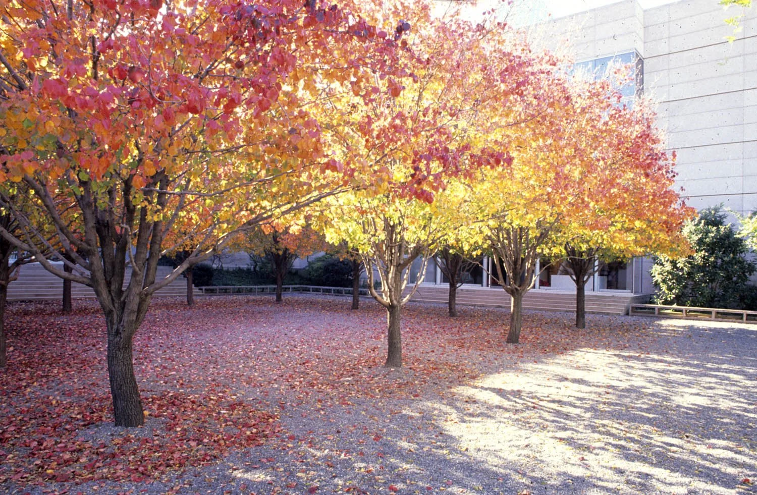 Dallas Museum of Art Fleishner courtyard_Fall_Dm.jpg