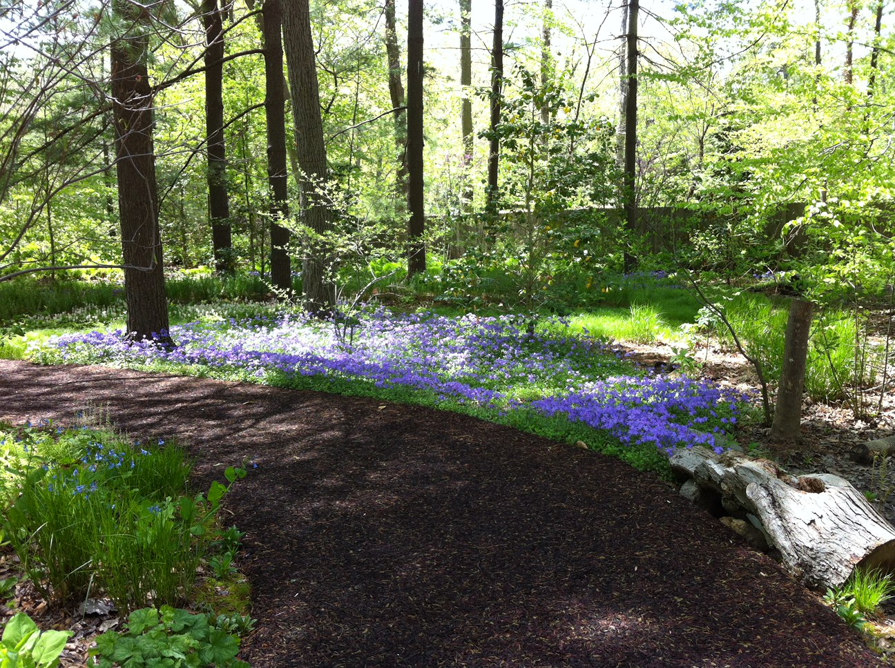 walking trail walk and talk therapy malvern pa